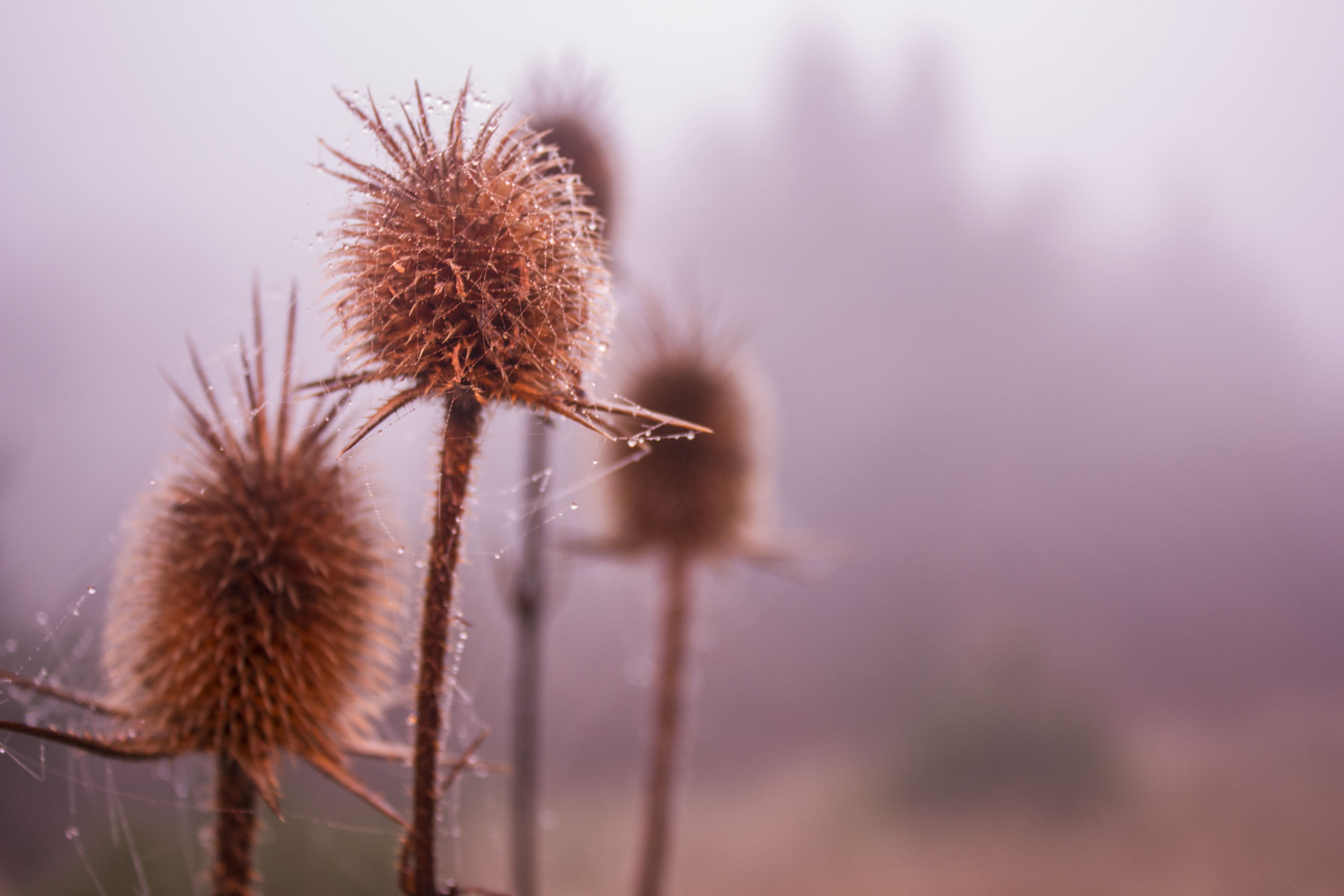 dry, plants, focus on foreground, fragility, macro, plant, spiderwebs, selective focus, freshness, flower, 5K, day, softness, depth of field, wilted plant, HD Wallpaper