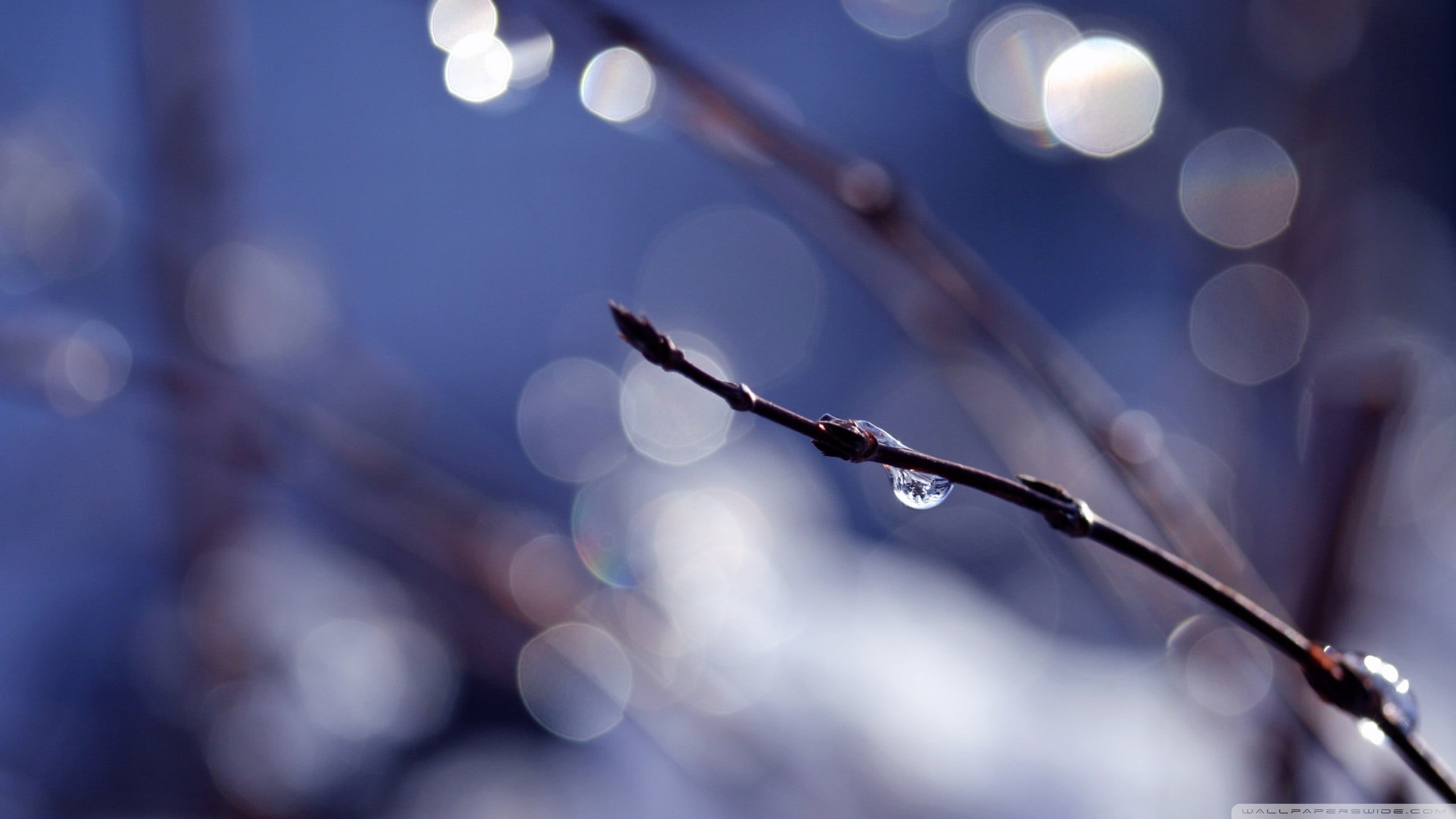 close-up, abstract, freshness, luxury, shiny, nature, beauty in nature, lens flare, winter, day, tranquility, blue, defocused, tree, stem, no People, twigs, HD Wallpaper