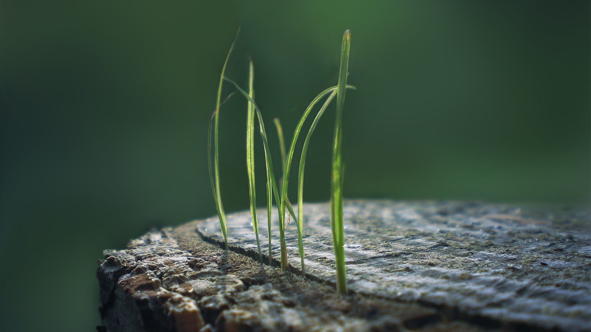 day, tree trunk, shallow, macro, field, springtime, tree, backgrounds, 1080P, wood - Material, simple background, green, no People, freshness, vulnerability, HD Wallpaper
