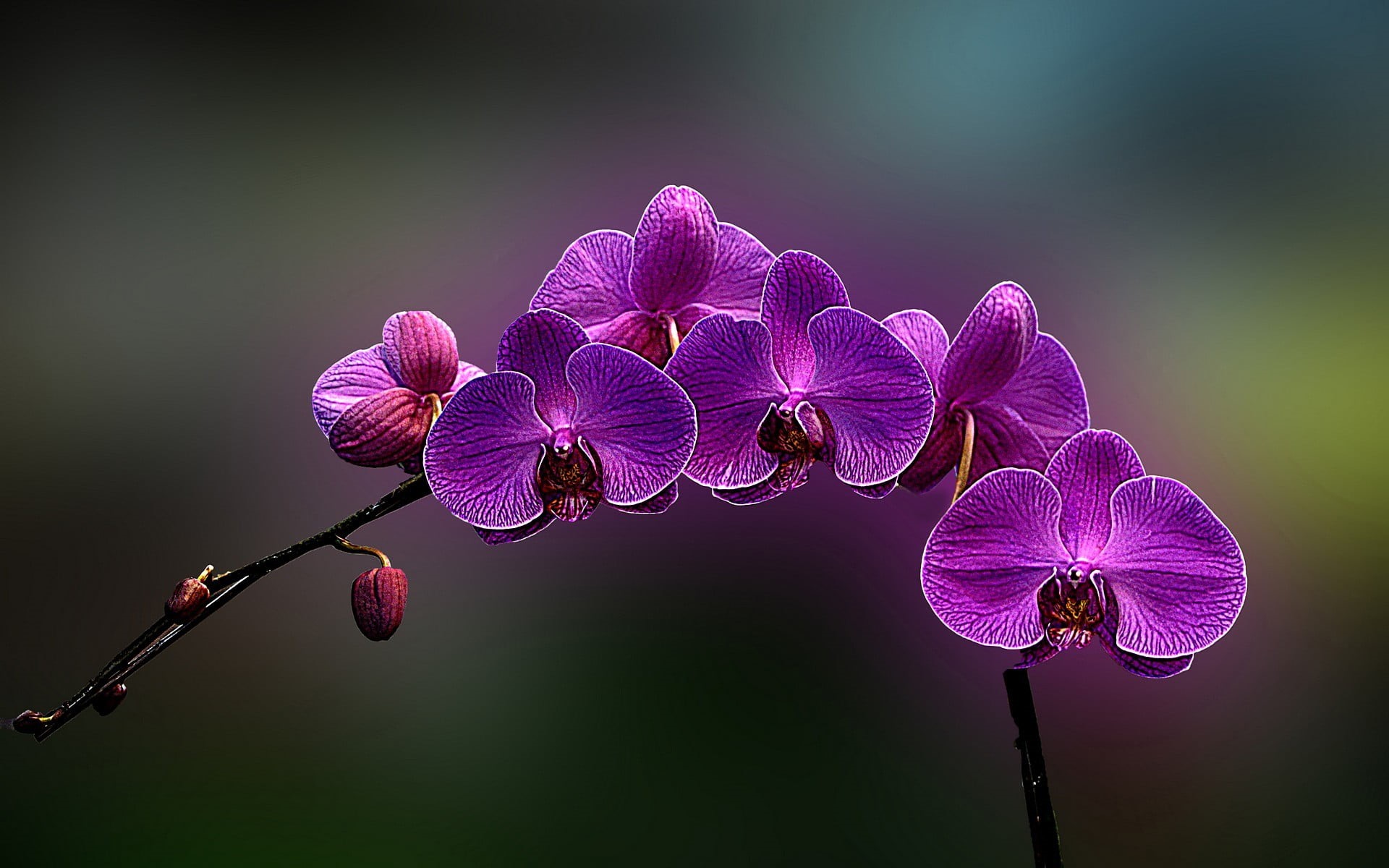 vulnerability, orchid, petal, springtime, close-up, plants, purple, flowers, plant, beauty in nature, focus on foreground, nature, plant stem, flowering plant, HD Wallpaper