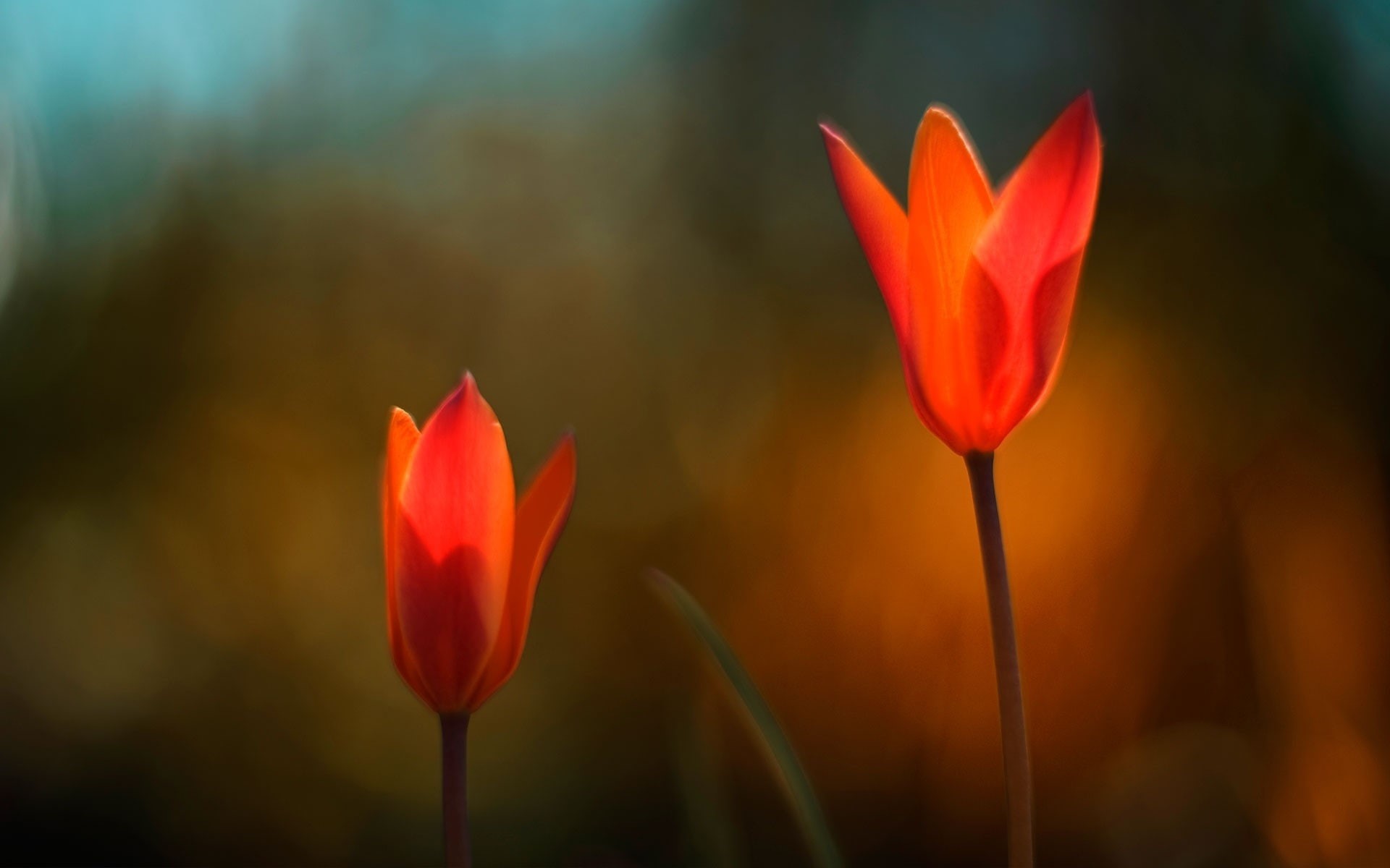 outdoors, flowers, preview, fragility, day, no people, flowering plant, freshness, plant stem, plant, beauty in nature, red, orange, focus on foreground, HD Wallpaper