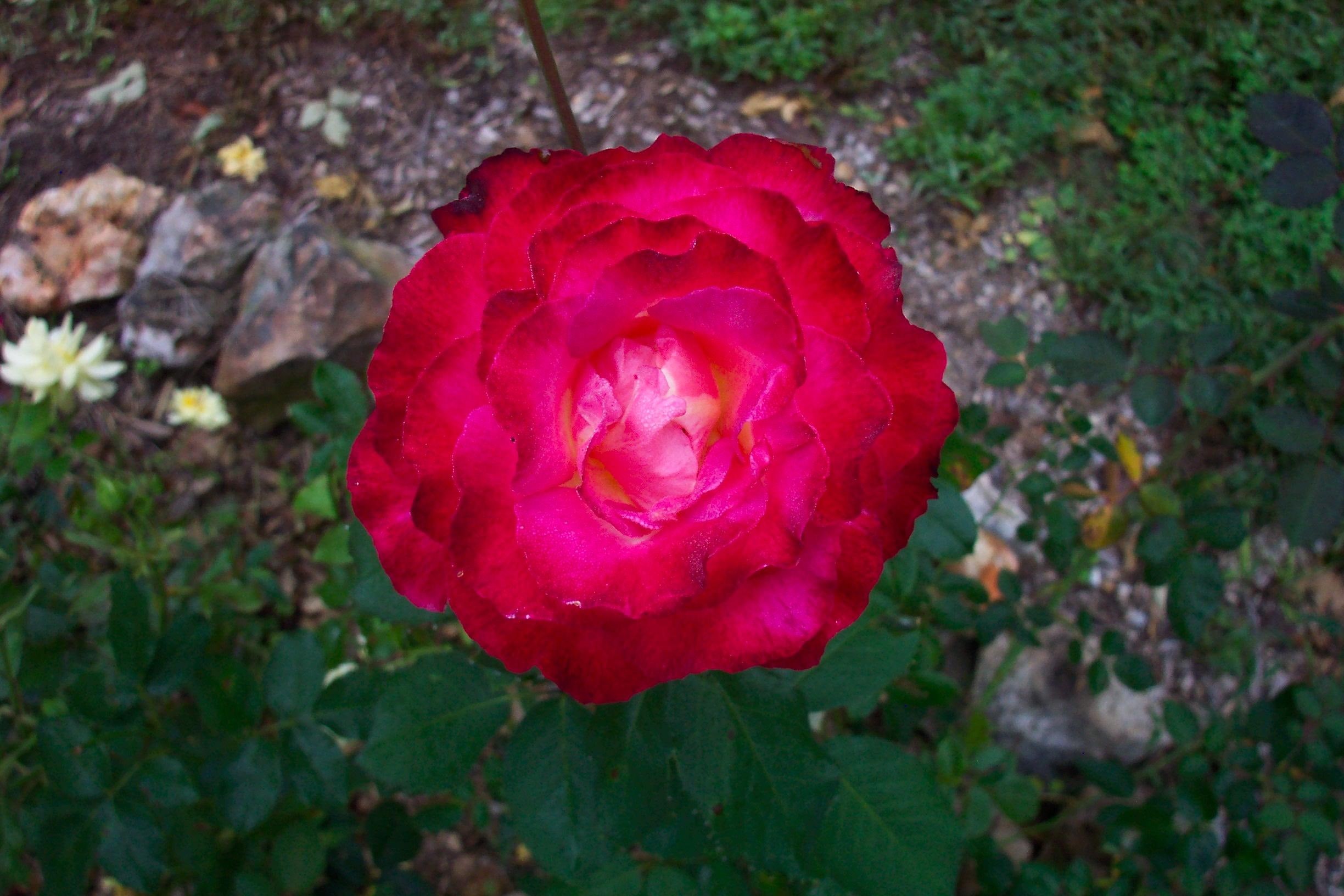 1080P, fragrant, 3d and abstract, survivor, rose, fall, garden, HD Wallpaper