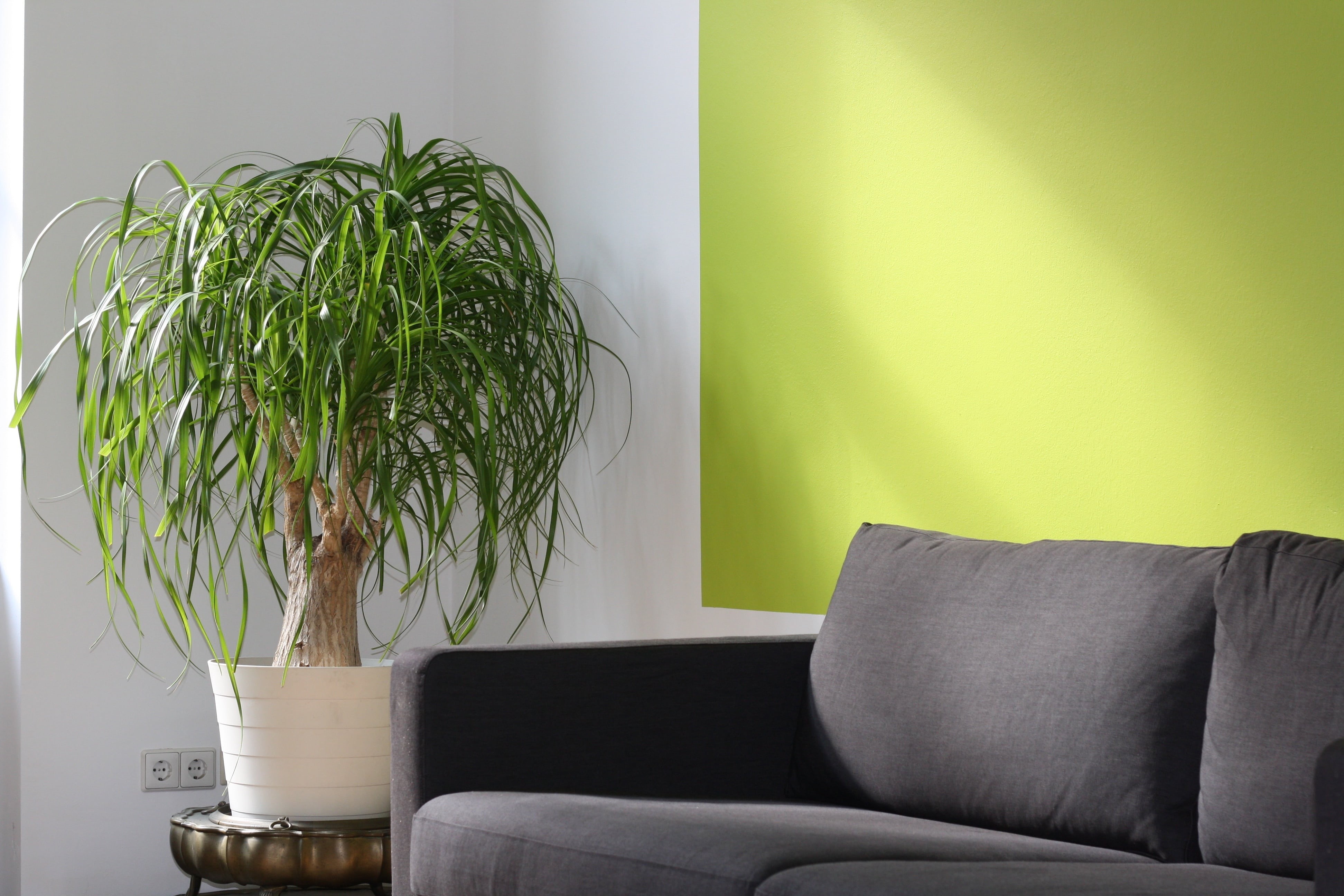 electric lamp, wall - building feature, comfortable, modern, potted plant, seminar, living Room, home showcase interior, coaching, houseplant, pillow, beside, HD Wallpaper