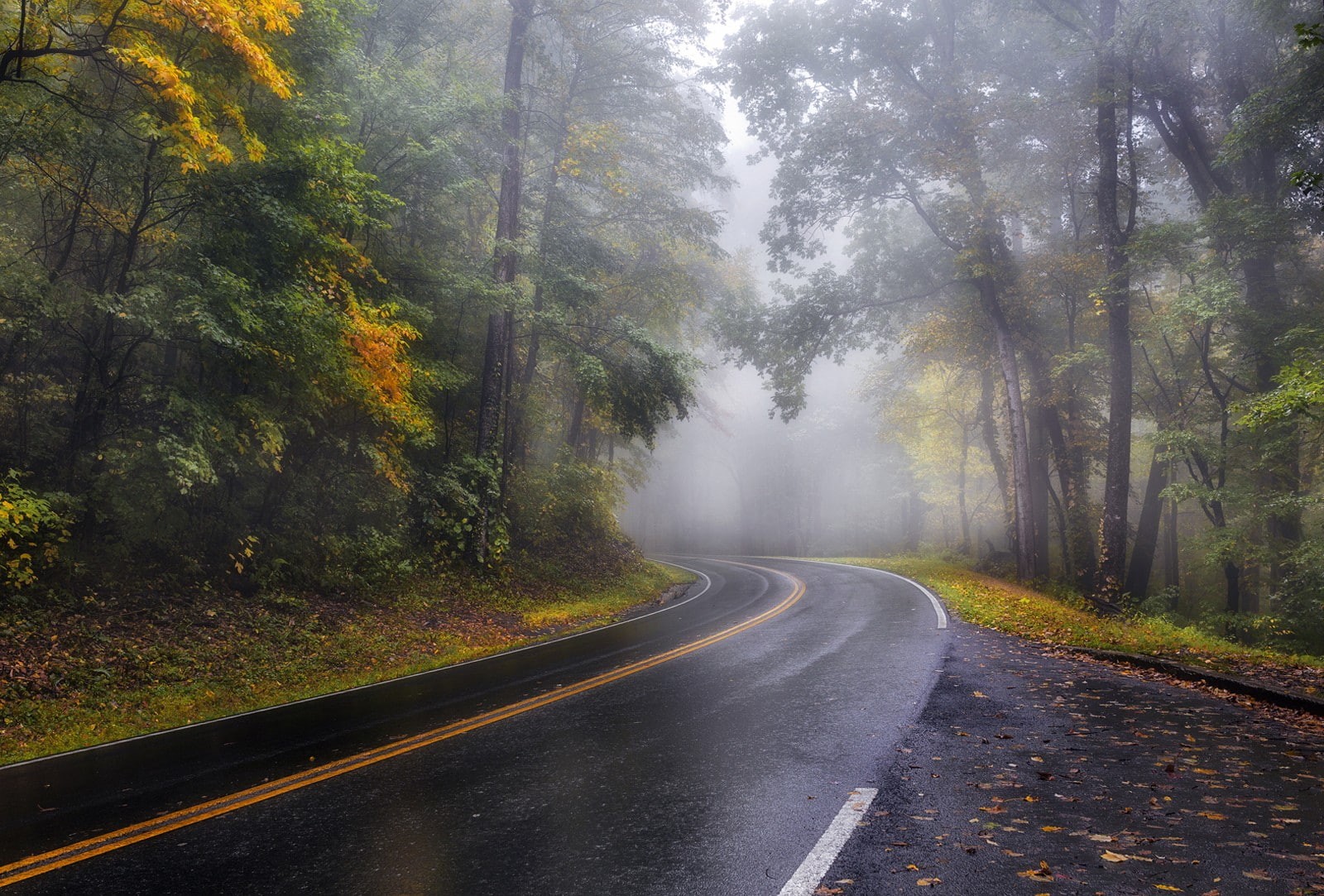 720P, asphalt, landscape, fall, road, wet, wet street, forest, nature, mist, HD Wallpaper