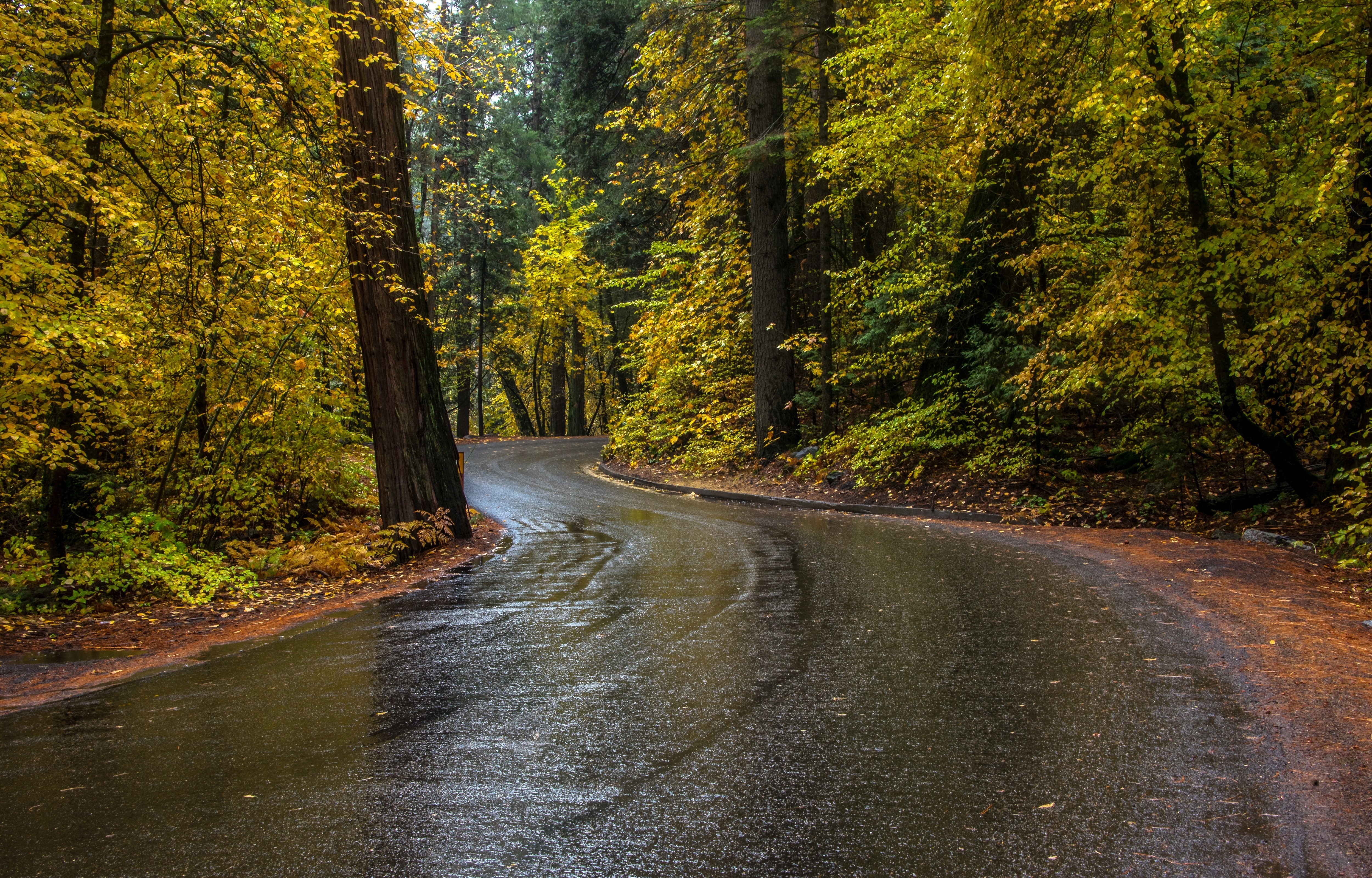 wet street, forest, road, street, asphalt, yellow, 4K, fall, foliage, nature, HD Wallpaper
