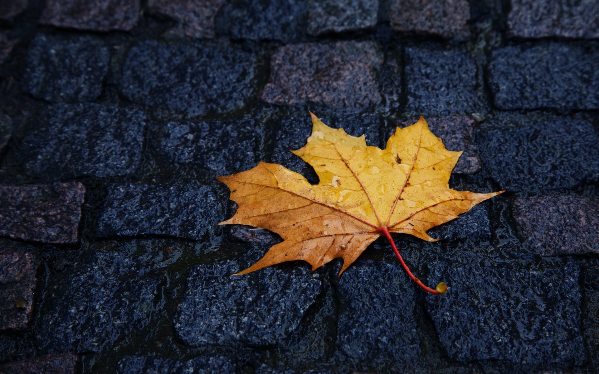 fragility, day, leaf, macro, street, 1080P, natural condition, beauty in nature, directly above, textured, pavements, dry, nature, leaves, no people, change, HD Wallpaper