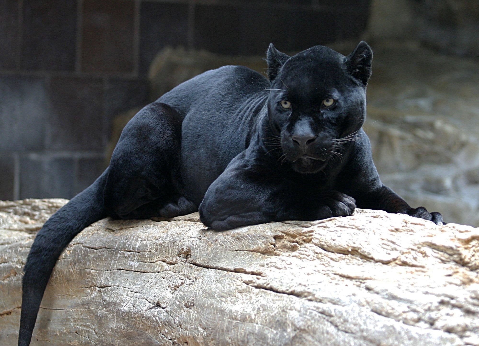 panther, black, animals, 1080P, HD Wallpaper