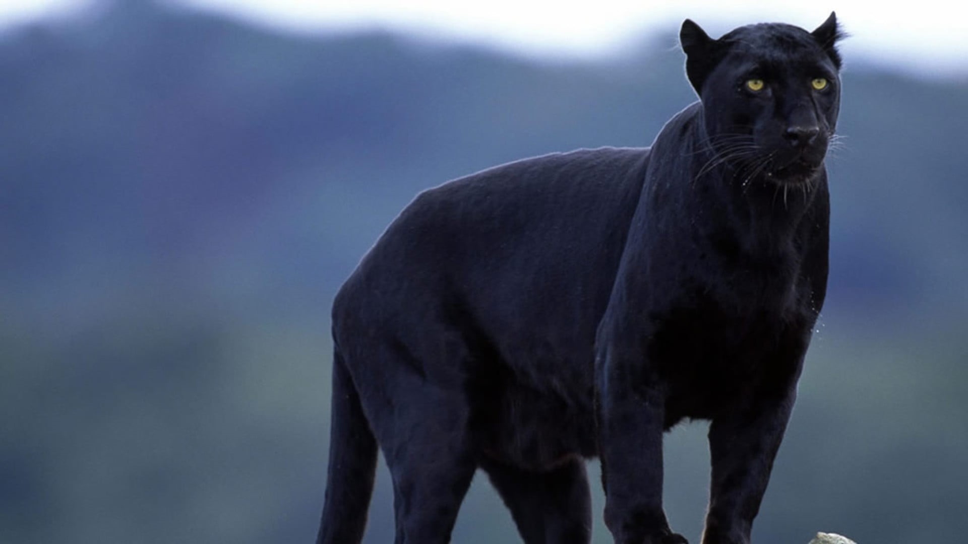 animals in the wild, mammals, animal themes, no people, black, one animal, standing, animal wildlife, outdoors, portrait, looking, big cats, panthers, nature, HD Wallpaper