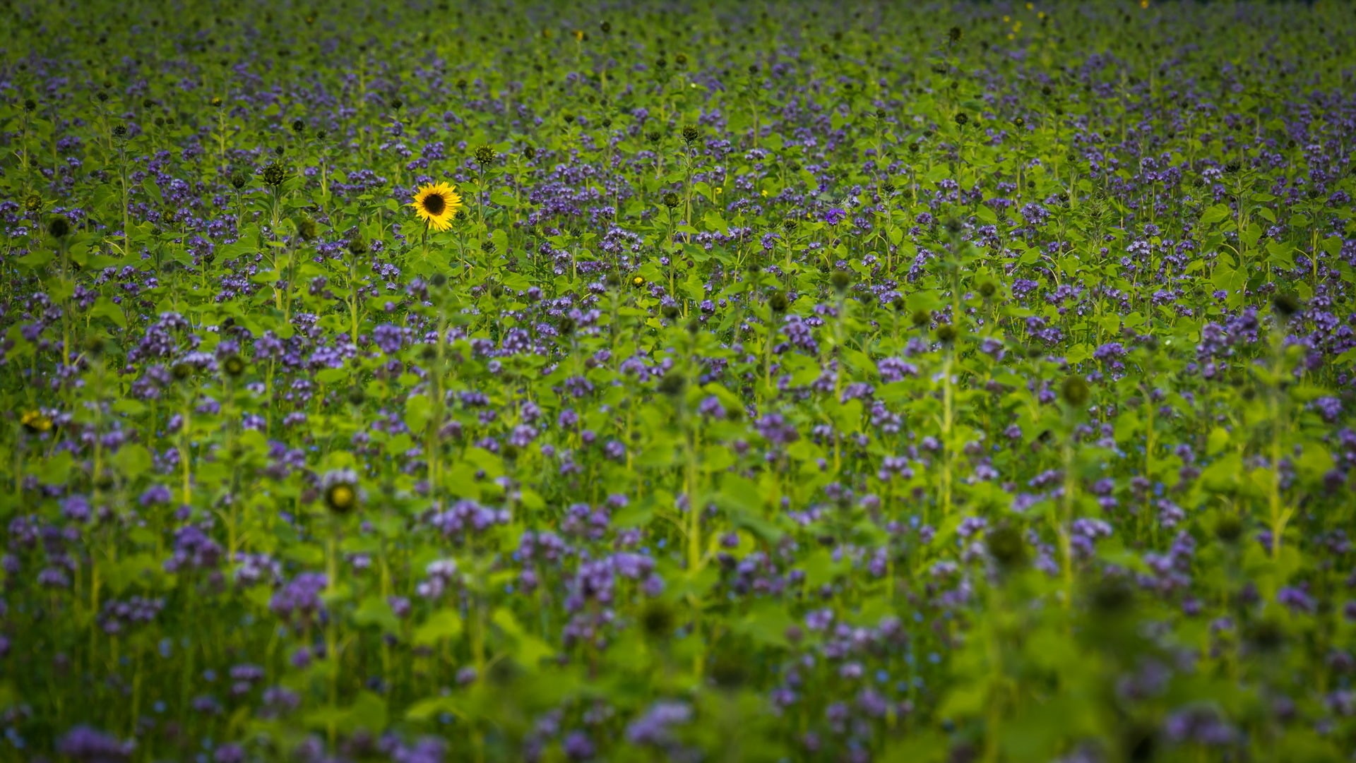 nature, hd, SUNFLOWERS, Field, 1920x1081 px, windows, x, technology, plants, 1080P, art, px, Flowers, HD Wallpaper