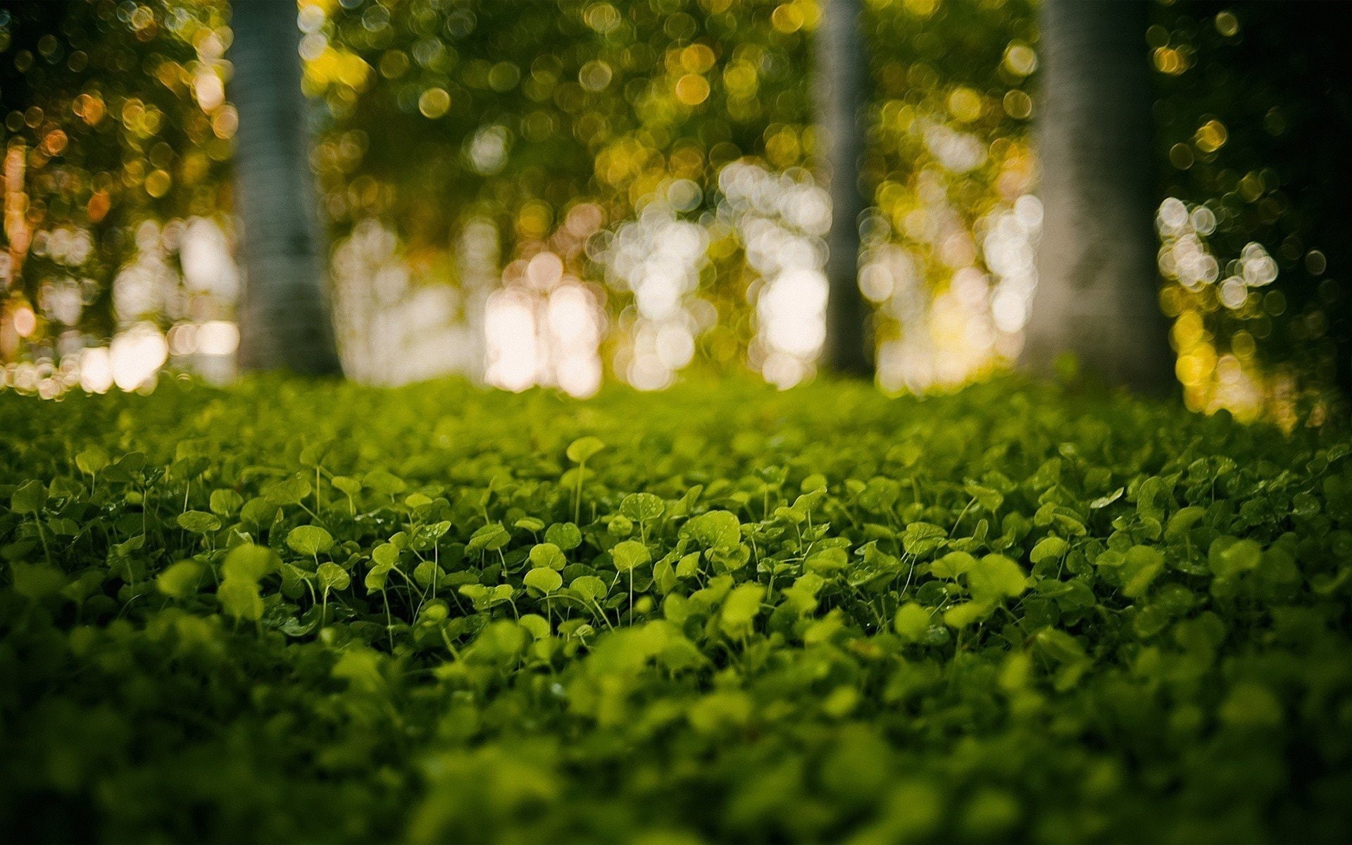 art, depth of field, depth, bokeh, px, 1920x1200 px, leaves, field, Trees, photography, 1080P, macro, x, hd, anime, HD Wallpaper