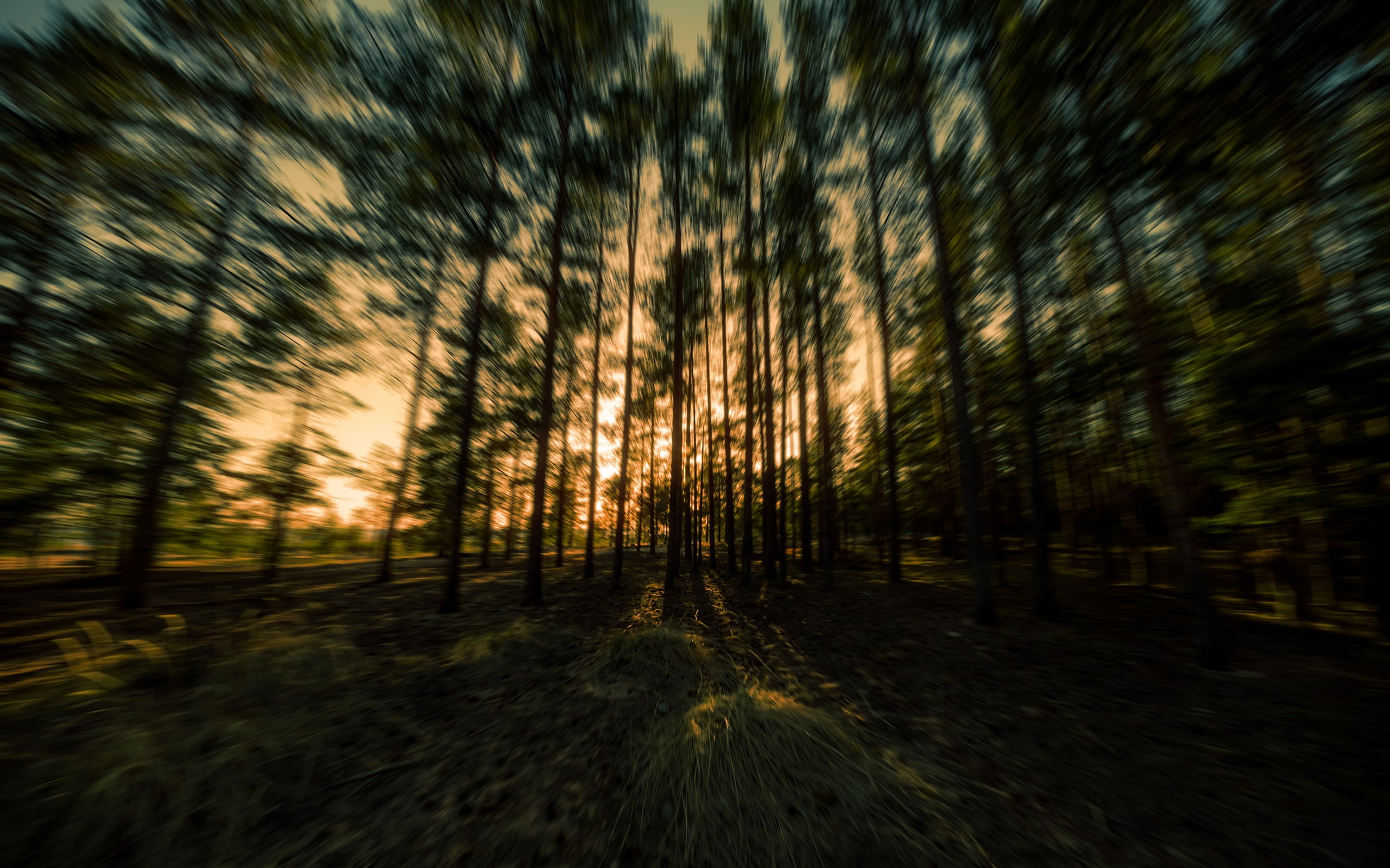 2K, nature, motion, forest, hd, trees, blur, sunset, HD Wallpaper