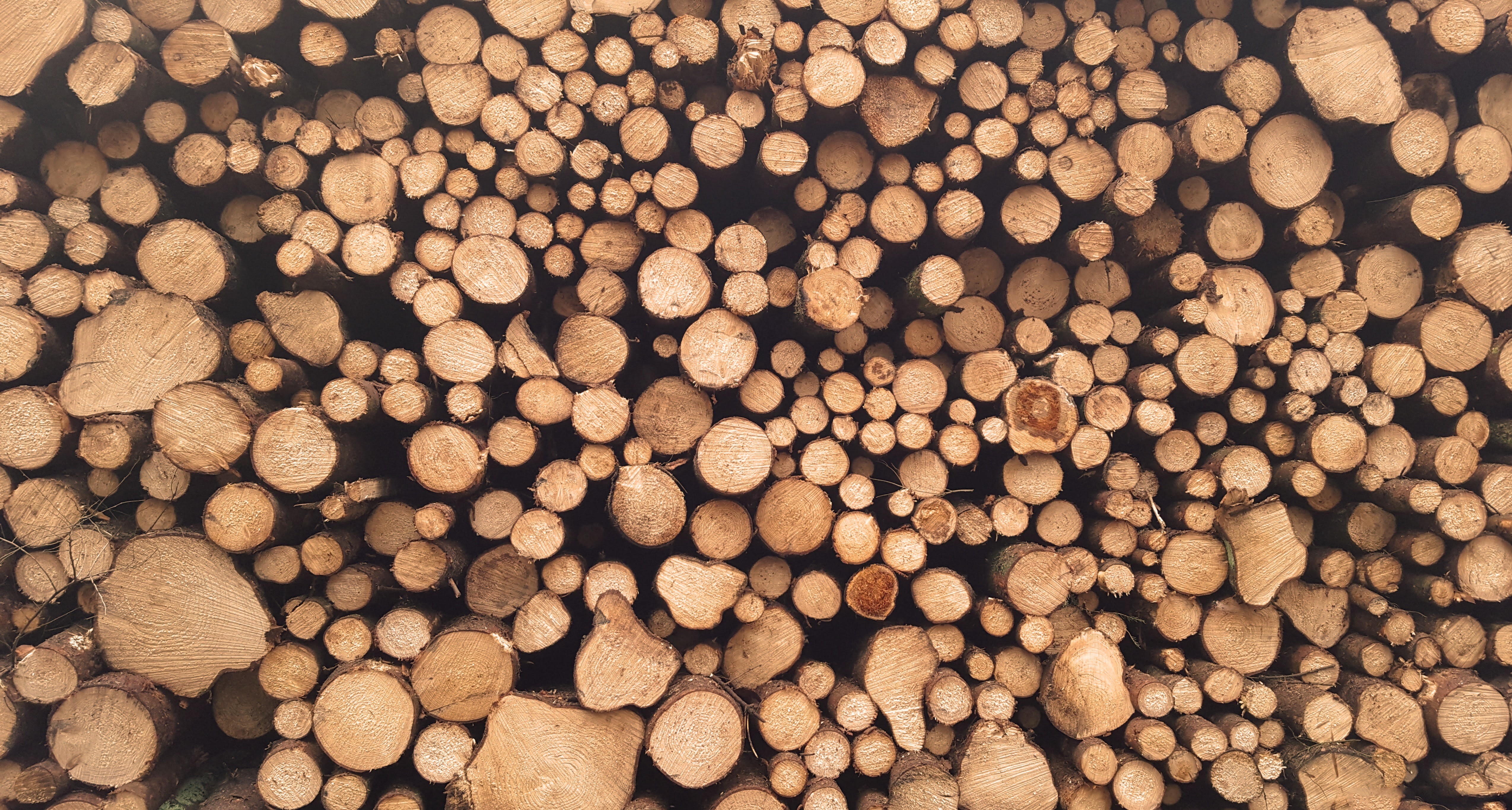 nature, environmental issues, wood - material, heap, stack, abundance, large group of objects, 4K, deforestation, full frame, fuel and power generation, HD Wallpaper