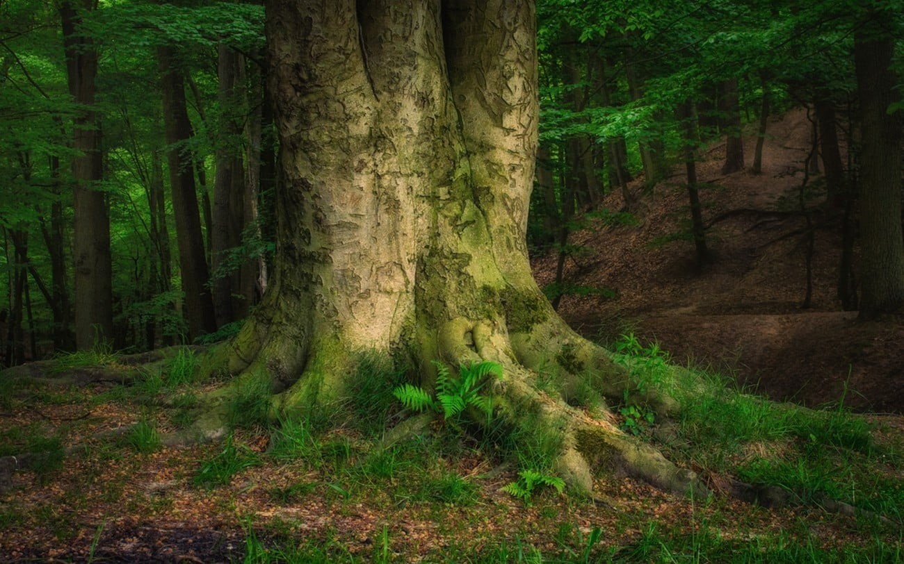 trunk, 720P, mountains, landscape, outdoors, plant, moss, lush foliage, day, photography, scenics - nature, beauty in nature, nature, spring, land, green color, HD Wallpaper