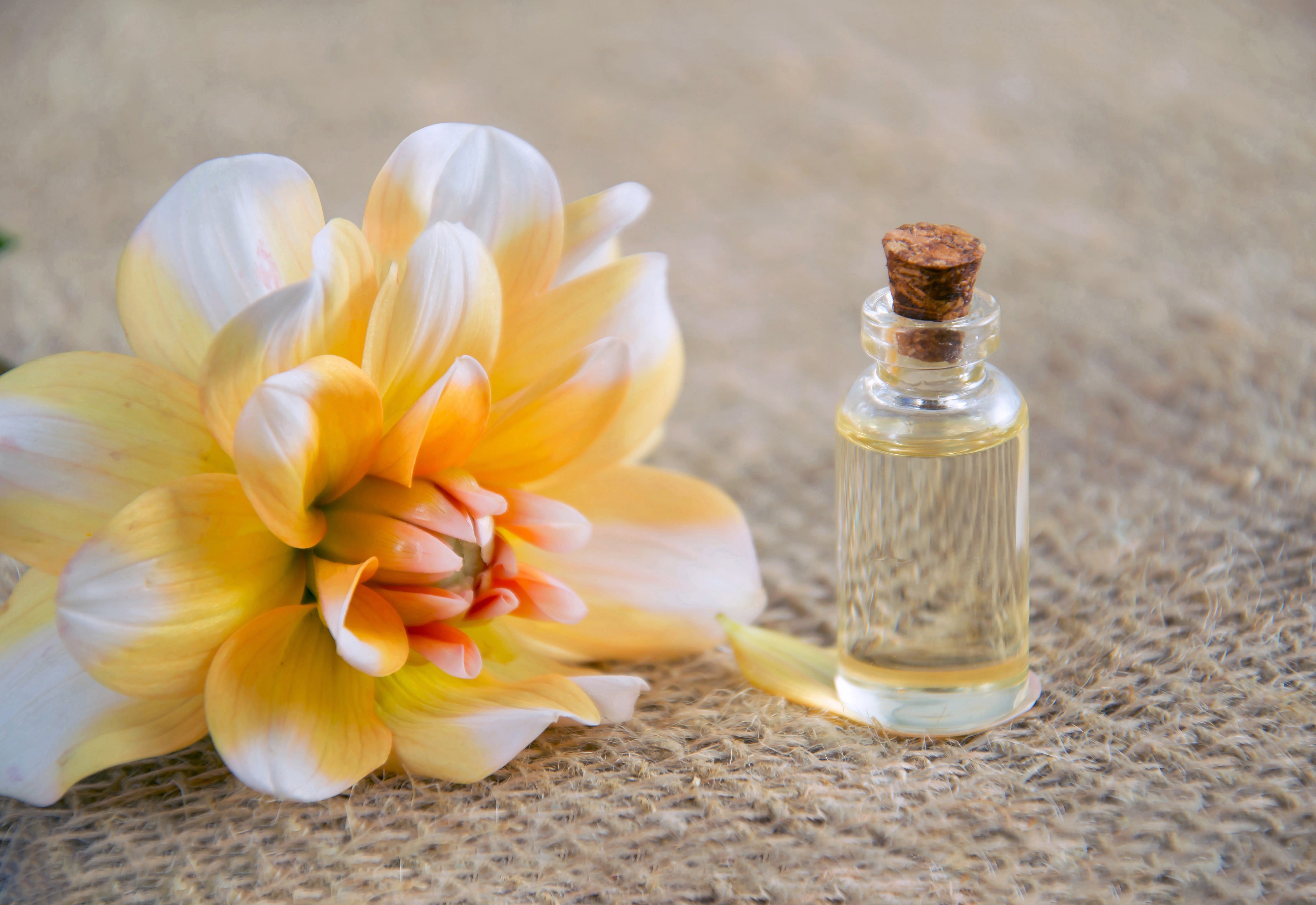 flower, fragility, alternative, outdoors, freshness, clear, aromatherapy, container, essential oil, beauty, high angle view, yellow-white, liquid, beauty in nature, HD Wallpaper