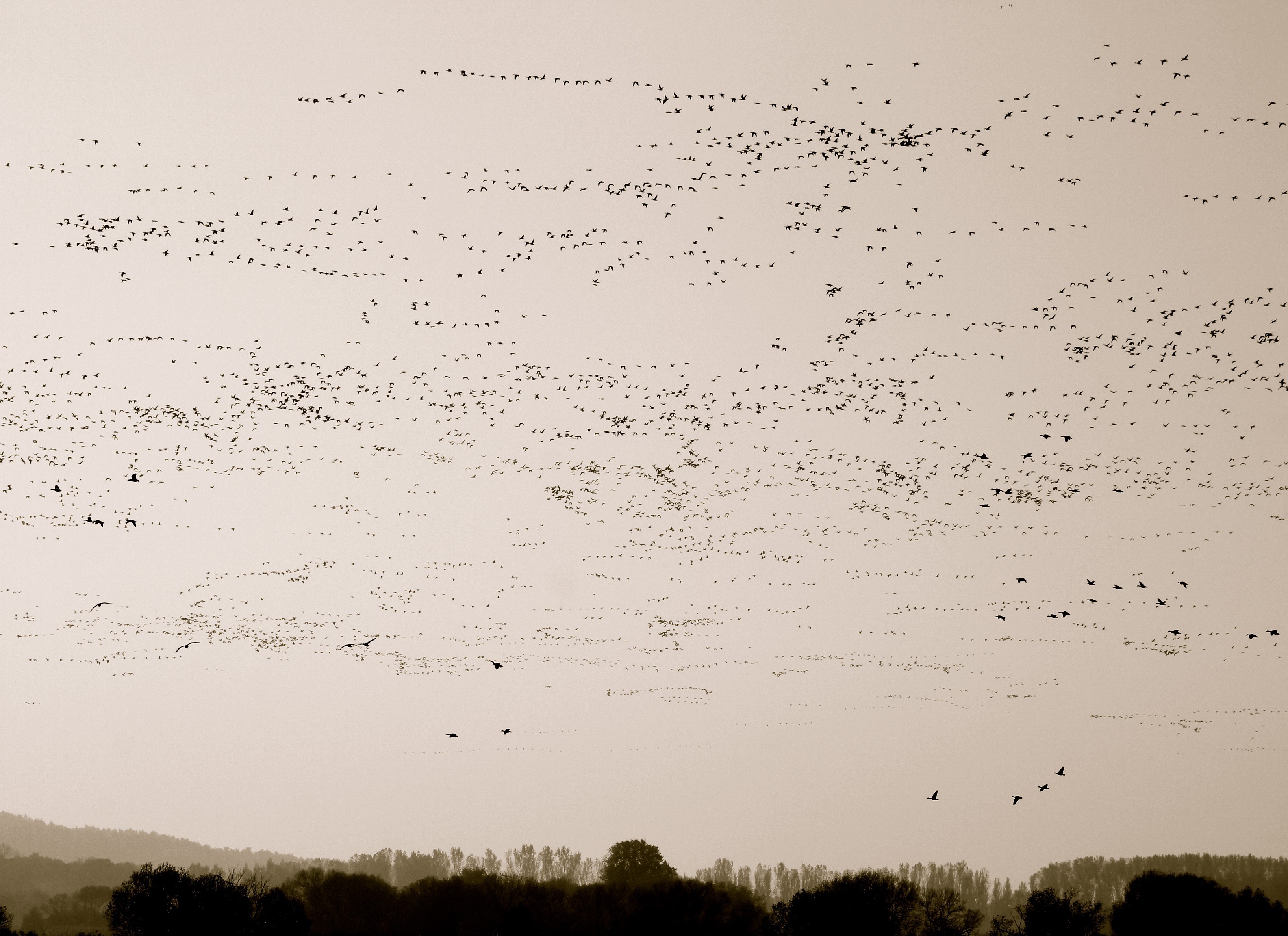 animal wildlife, animal, flight engen, animals in the wild, 2K, connection, flock of birds, tree, birds, outdoors, plant, animal themes, nature, communication, HD Wallpaper