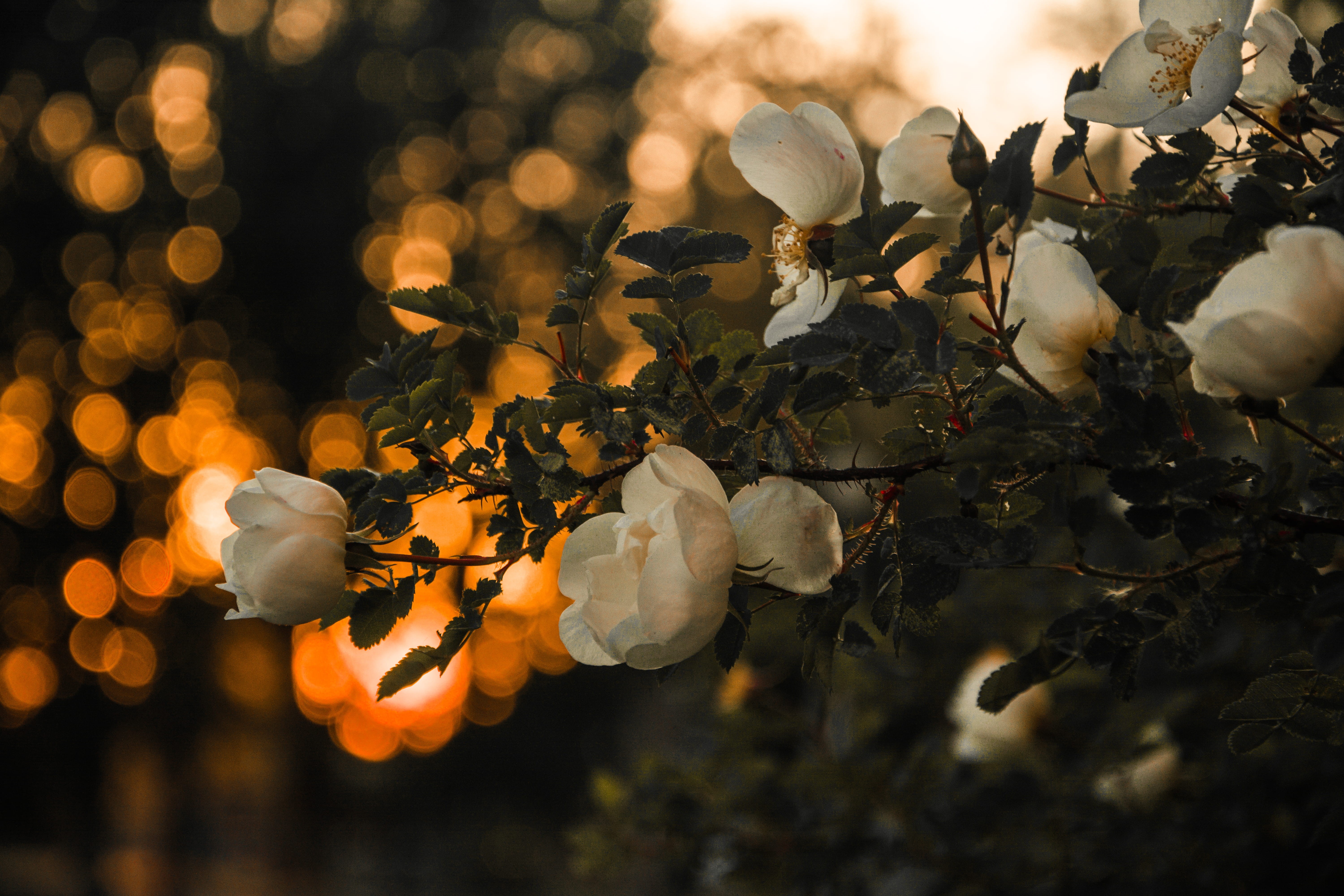 focus, petaled, color, selective, fog, growth, greenwood, plant part, branch, springtime, photography, park, petal, First flowers, flower head, vulnerability, HD Wallpaper