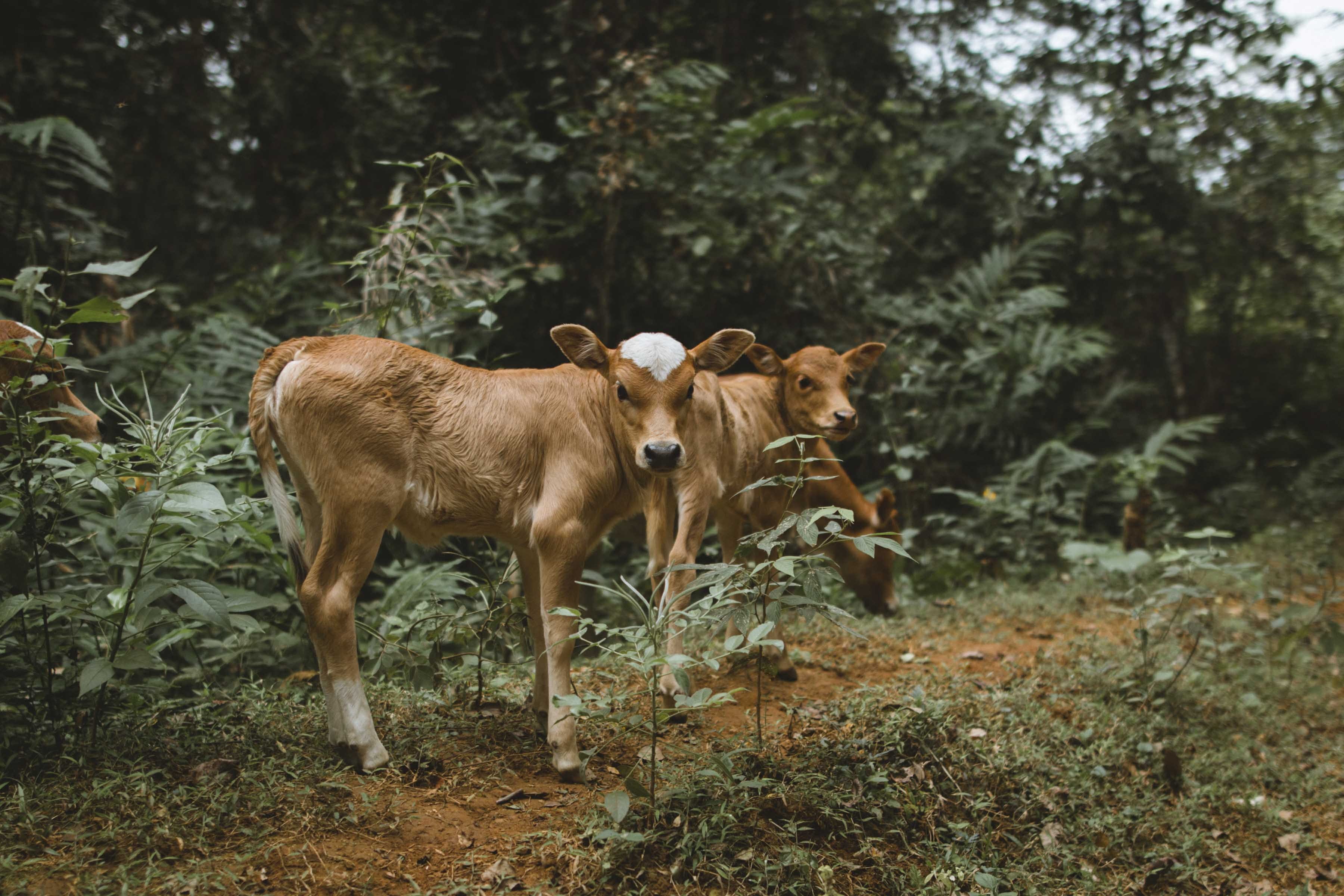 two, living, livestock, exploration, lifestyle, nature, tree, field, no people, group of animals, forest, mammal, wilderness, animal, plant, photography, HD Wallpaper