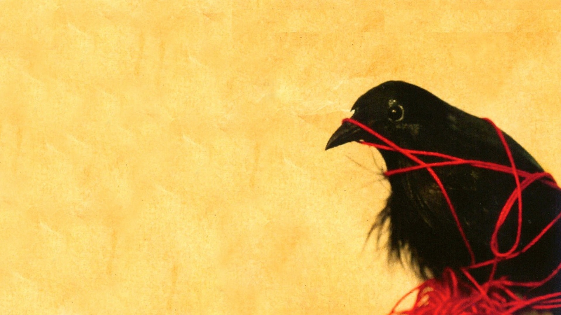music, animals, Death cab for Cutie, 1080P, raven, album covers, HD Wallpaper
