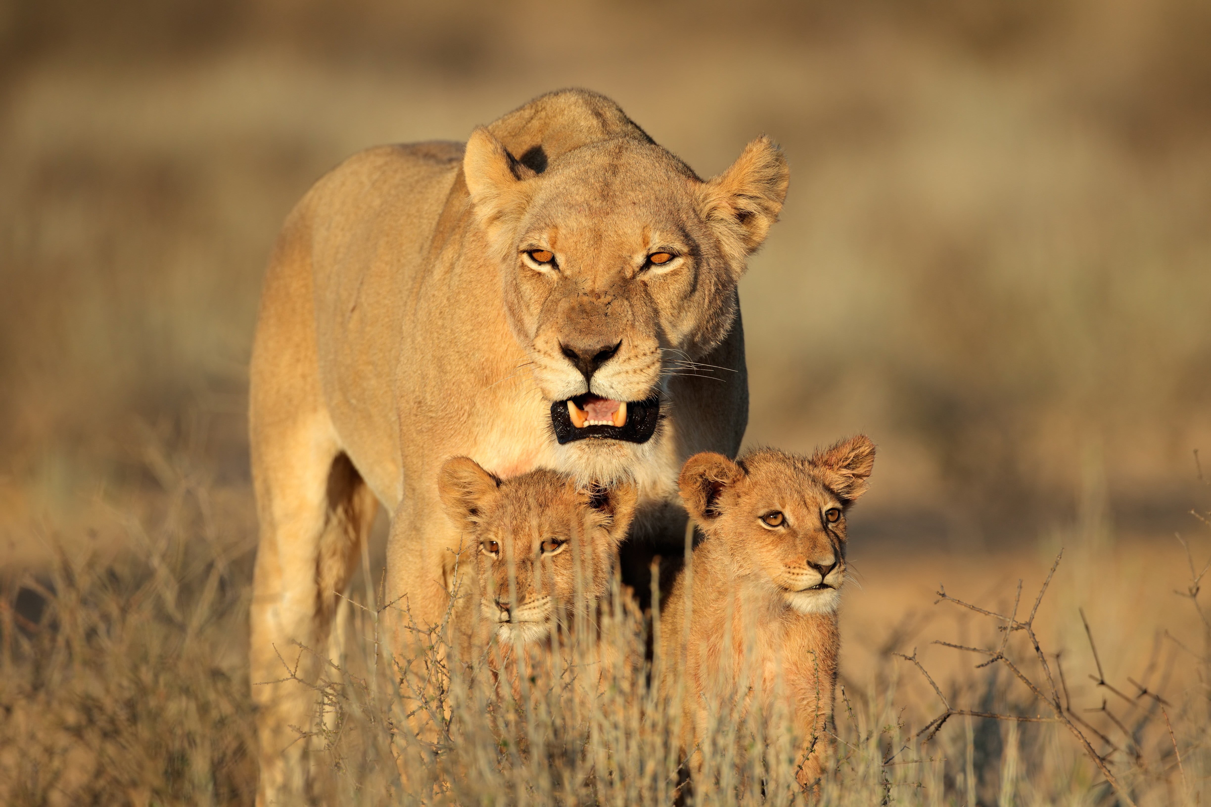 national Park, animal, animals Hunting, lion, lion cubs, lion - Feline, cub, outdoors, big Cat, savannah, young animal, africa, wilderness Area, tanzania, HD Wallpaper