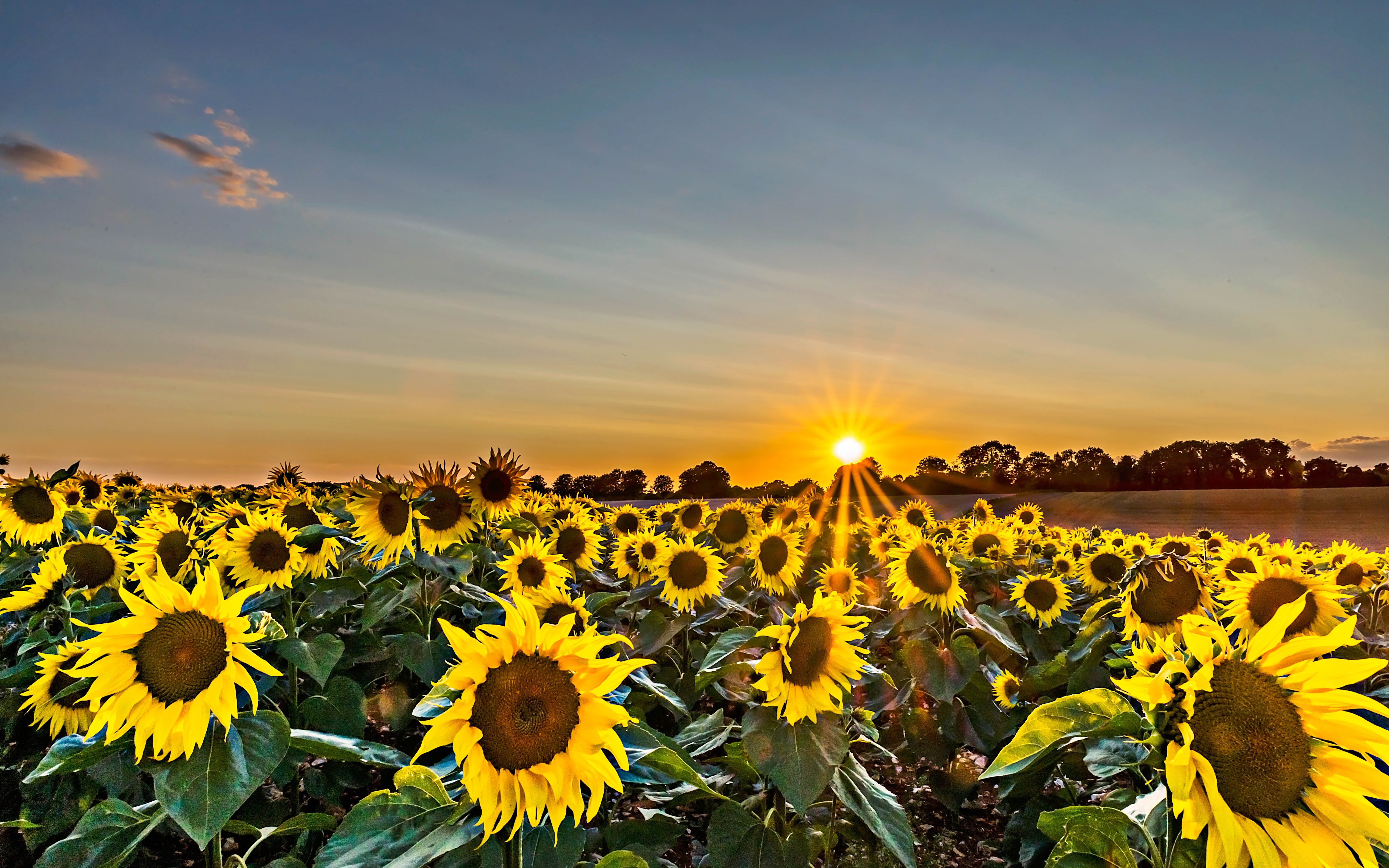 Nikon D610, photography, Summer, clouds, Sunflower, 5K, Hampshire, plant, Sunflowers, landscape, Outdoor, Plants, agriculture, sunlight, sky, outdoors, HD Wallpaper