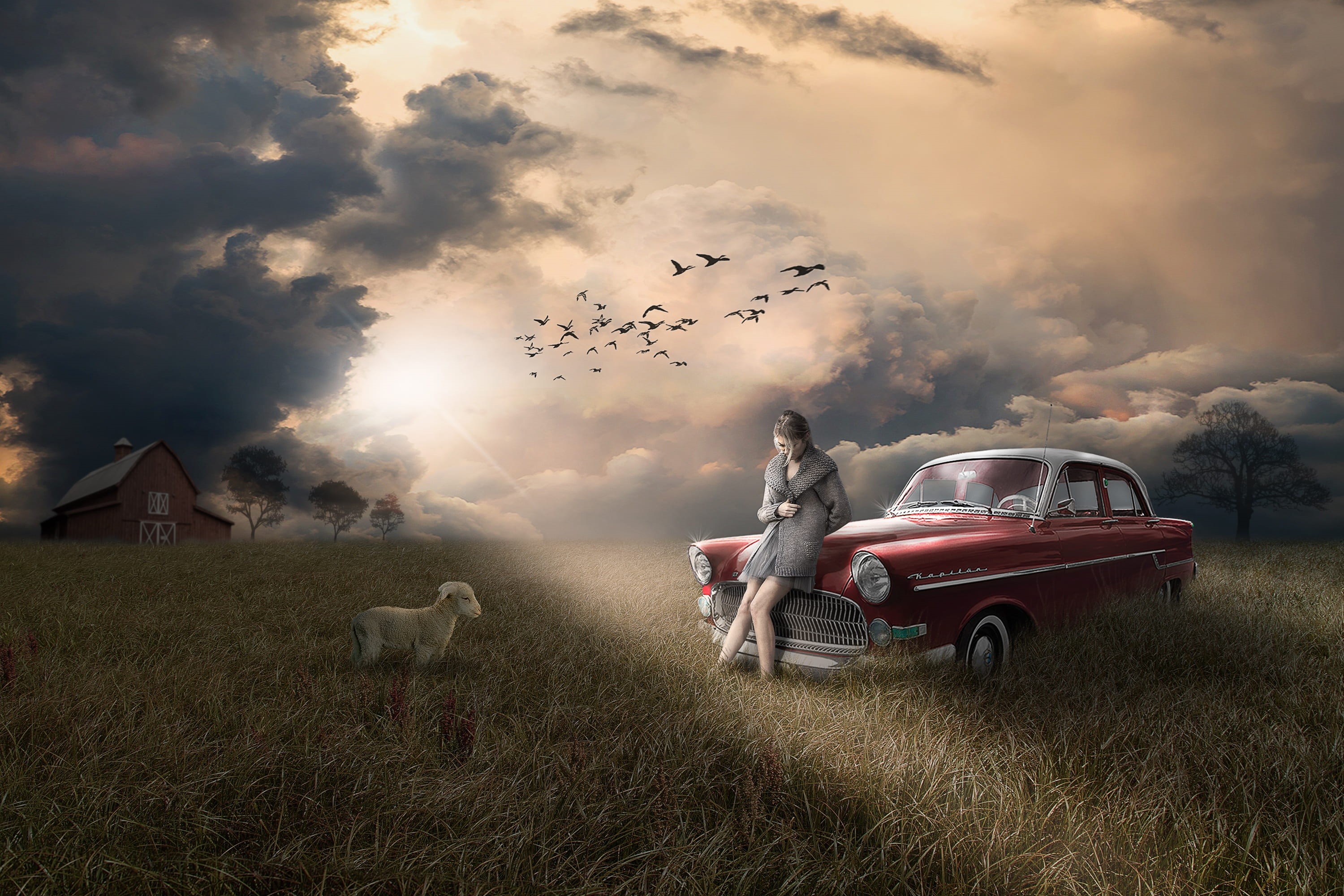 sun, dramatic, land, flying, classic car, grass, spring, animal themes, mammal, field, bird, sunlight, opel, alone, orange, weather, scared, color, sedan, HD Wallpaper