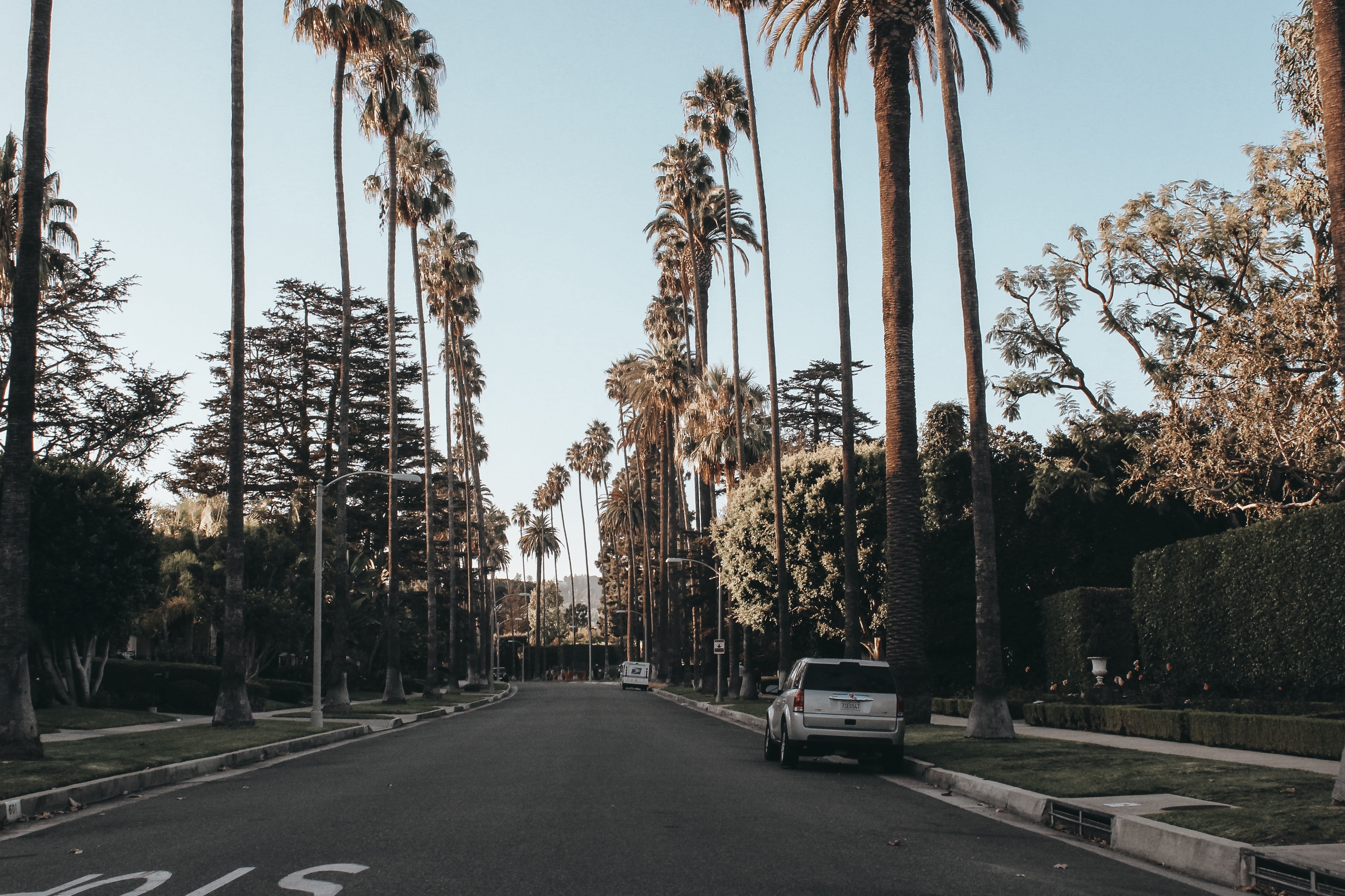 daylight, land vehicle, direction, tree, sky, transportation system, palm, dawn, tall - high, mode of transportation, trunk, tree trunk, car, traffic, parked, HD Wallpaper