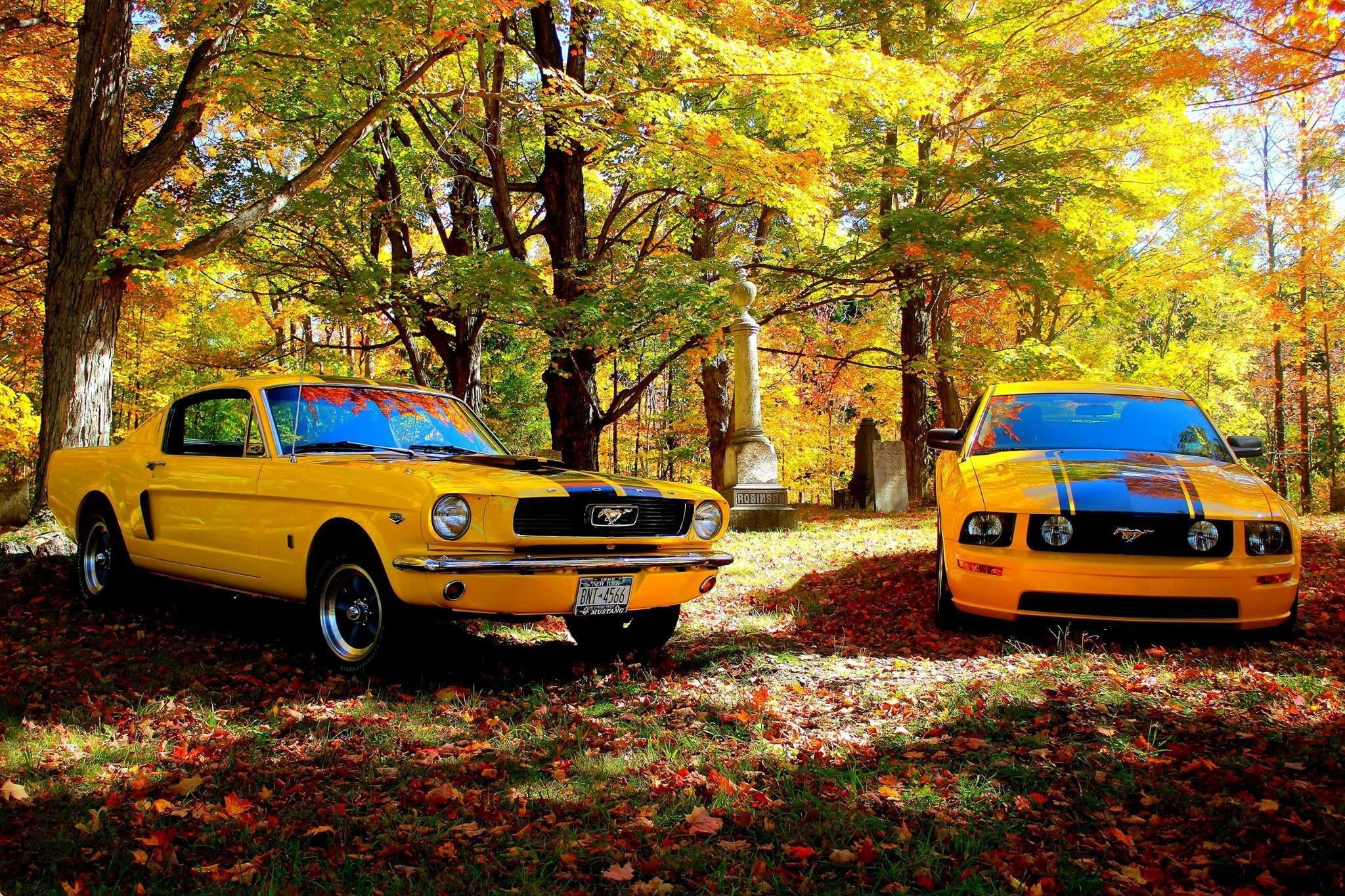 nature, plant, trunk, Ford Mustang, mode of transportation, outdoors, autumn, tree, growth, Shelby GT, mustang, transportation, plant part, orange color, HD Wallpaper