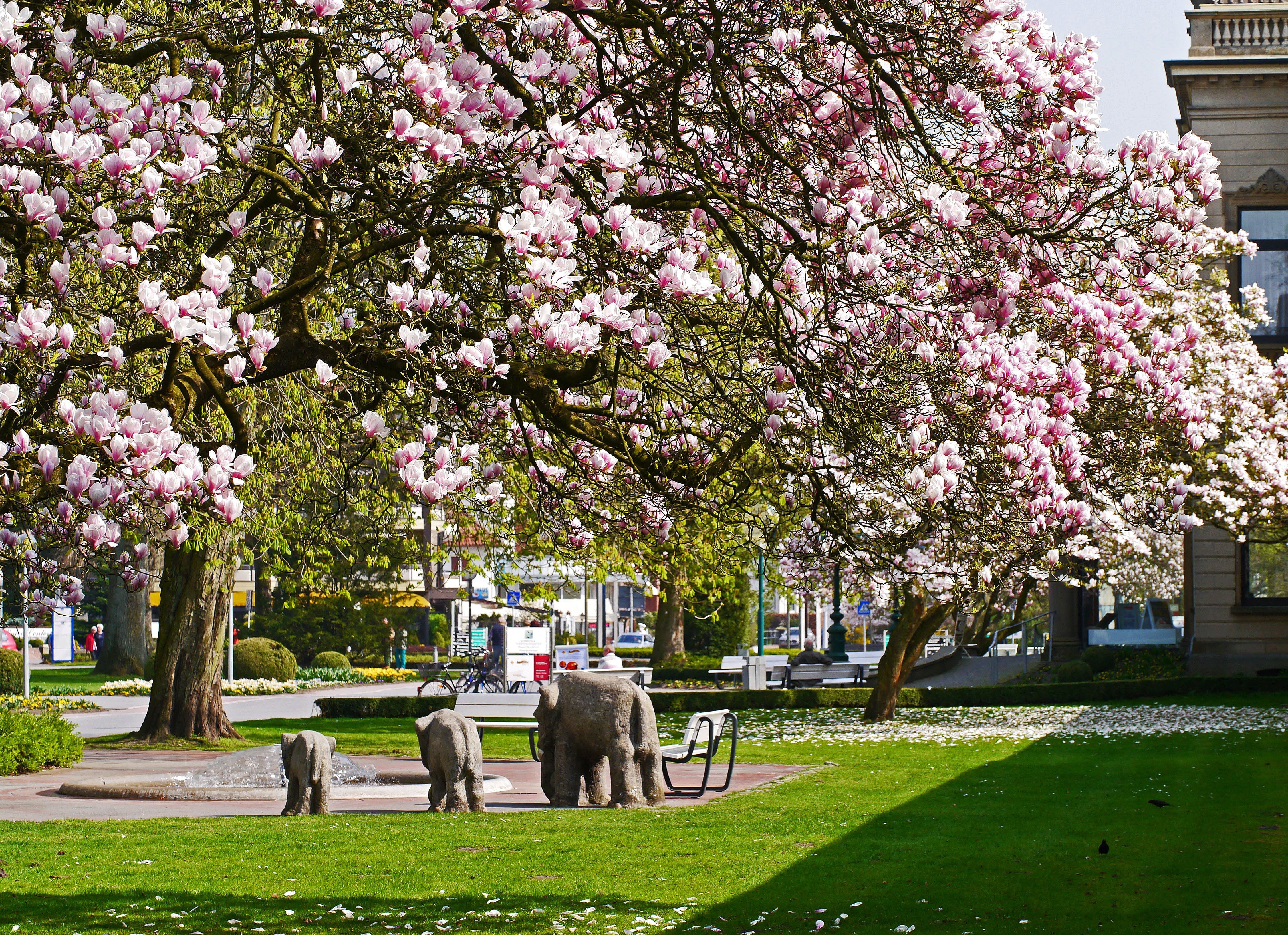 specialist clinics, freshness, cherry blossom, pink color, magnolia blossom, fountain, grass, animal themes, park - man made space, rush, 4K, spa, flower, HD Wallpaper