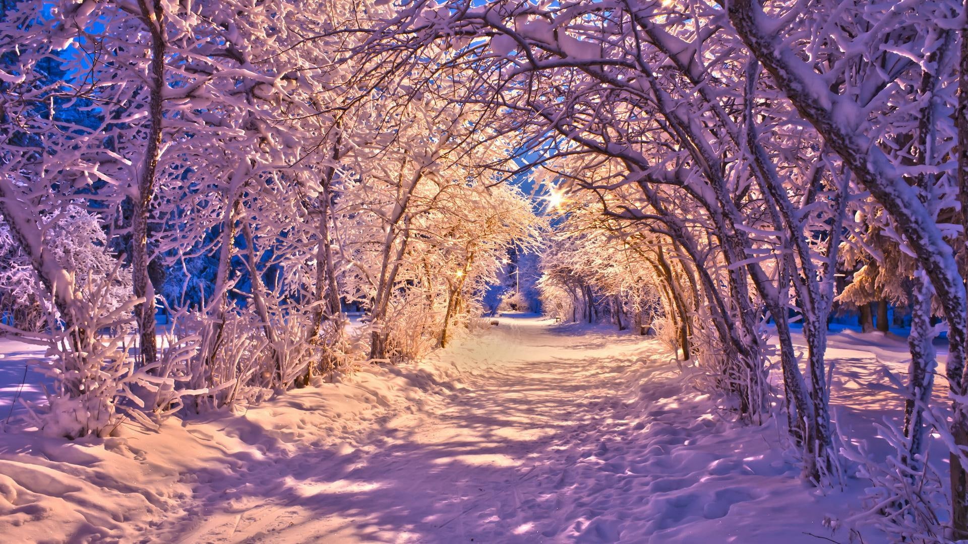 lights, nature, snow, landscapes, 1080P, christmas, desktop, sidewalk, winter, images, white, roads, trees, HD Wallpaper