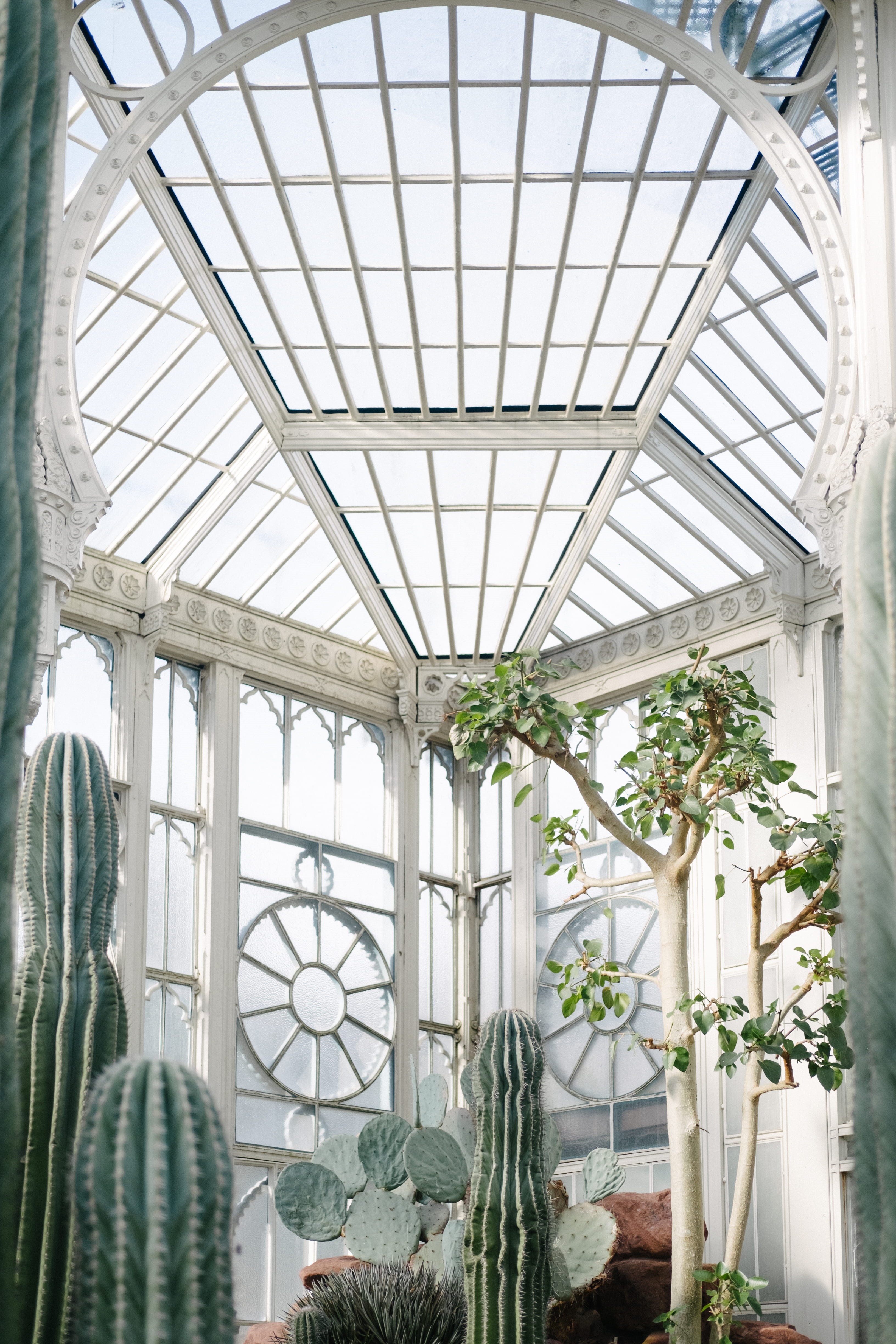 built structure, windowpane, botany, no people, 4K, ceiling, plants, hanging, day, design, white color, near, plant, house, growth, architecture, architectural column, Phone HD Wallpaper