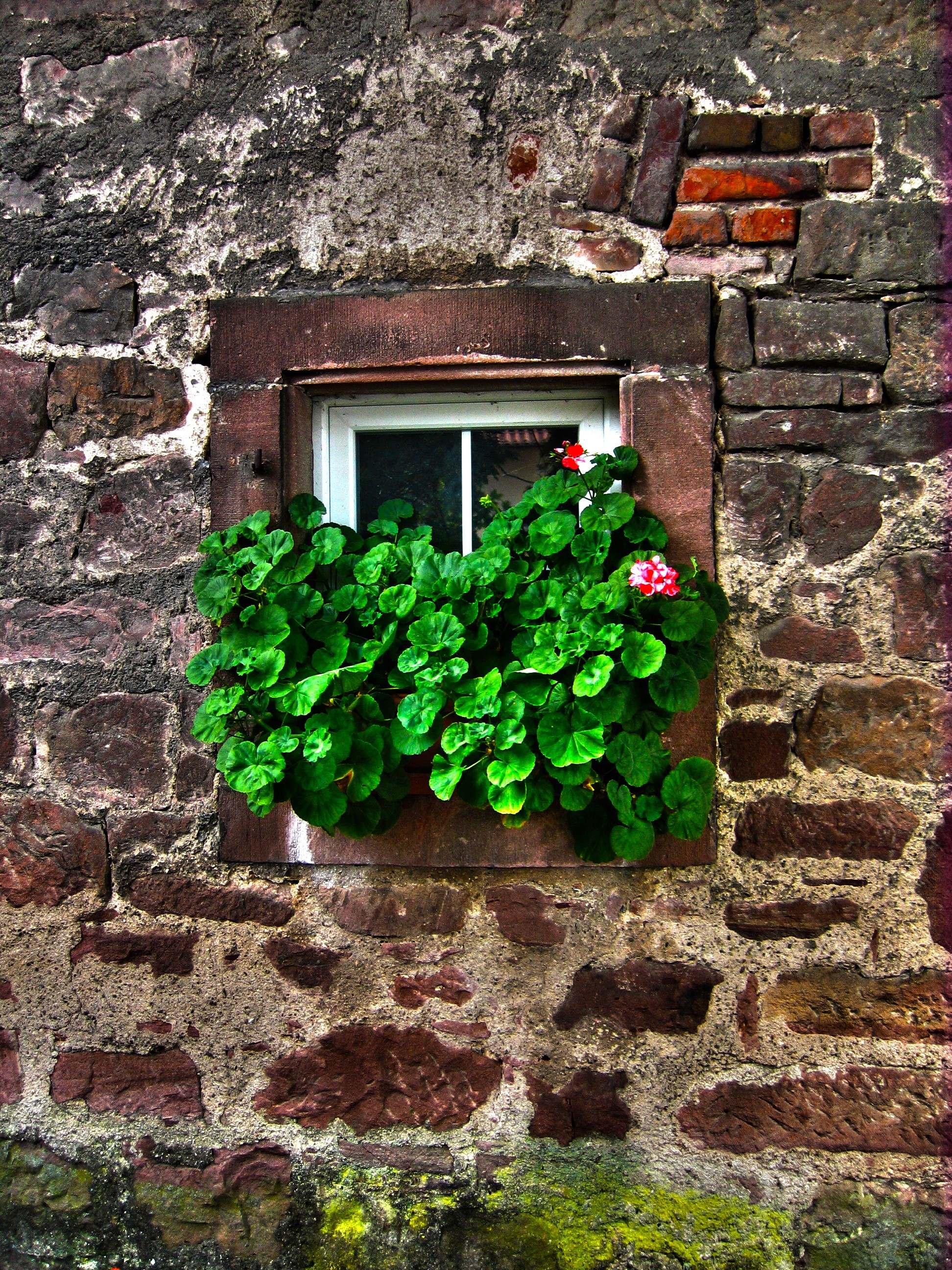 2K, facade, plant, wall - Building Feature, building Exterior, window box, white, brick wall, glass, no people, plant part, flowers, built structure, window, Phone HD Wallpaper