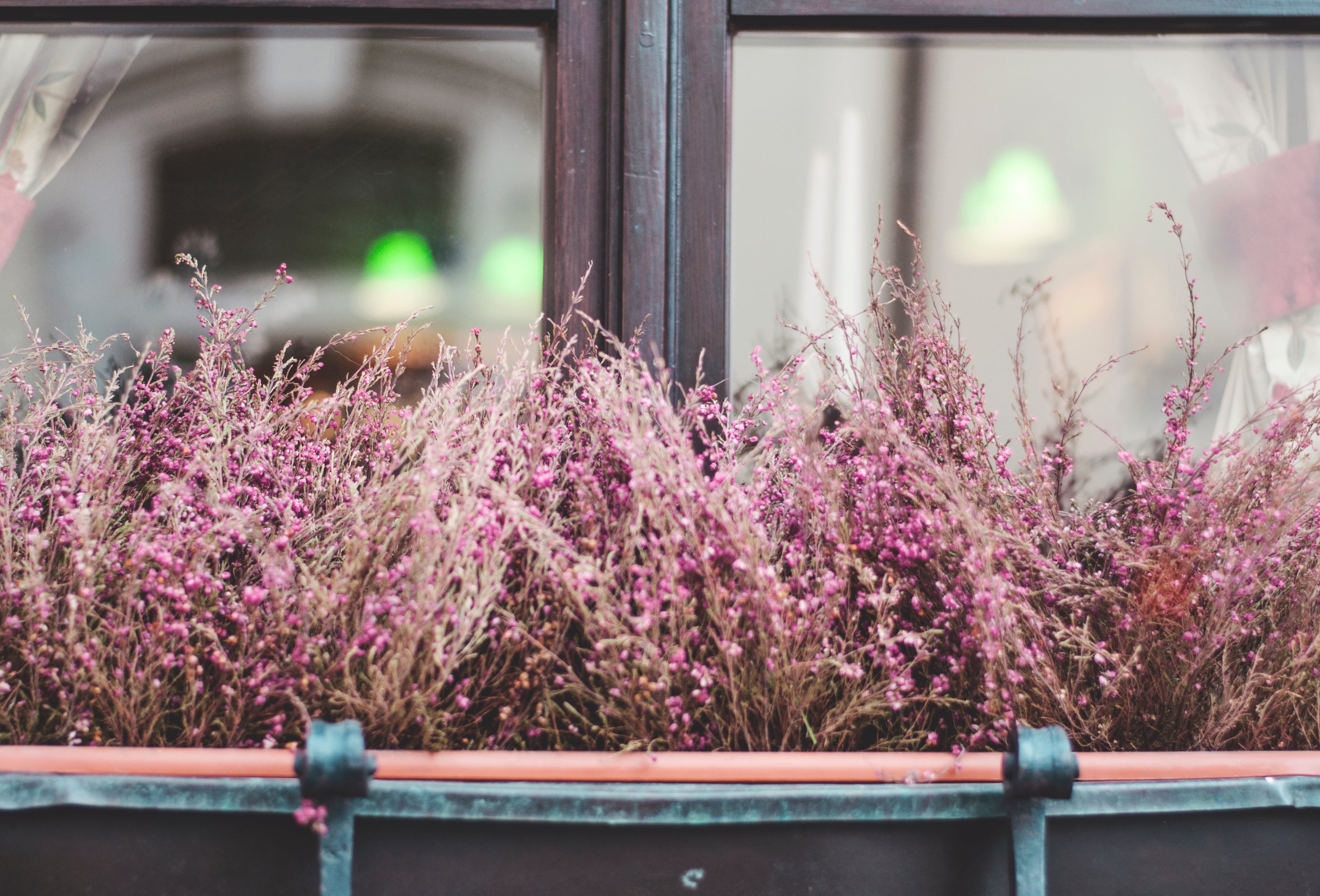plant, nature, freshness, pink color, close-up, petaled, outdoor, no people, beauty in nature, closeup, flowers, wood - material, flowering plant, day, HD Wallpaper