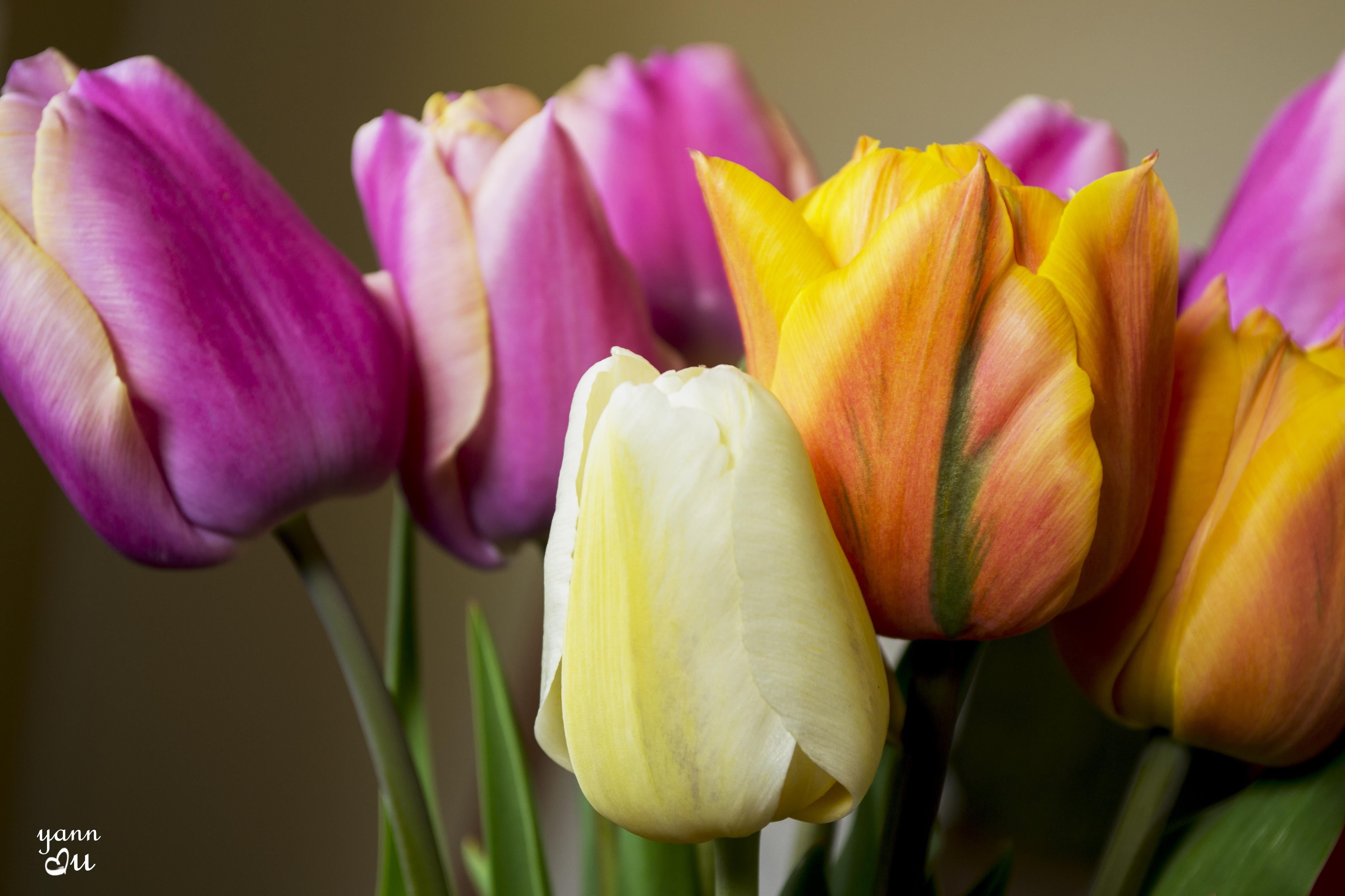 color, scent, quiet, Nikon D750, passion, parfum, nature, green Color, flower Head, fleurs, purple, blossom, serene, season, peace, petal, light, close-up, HD Wallpaper