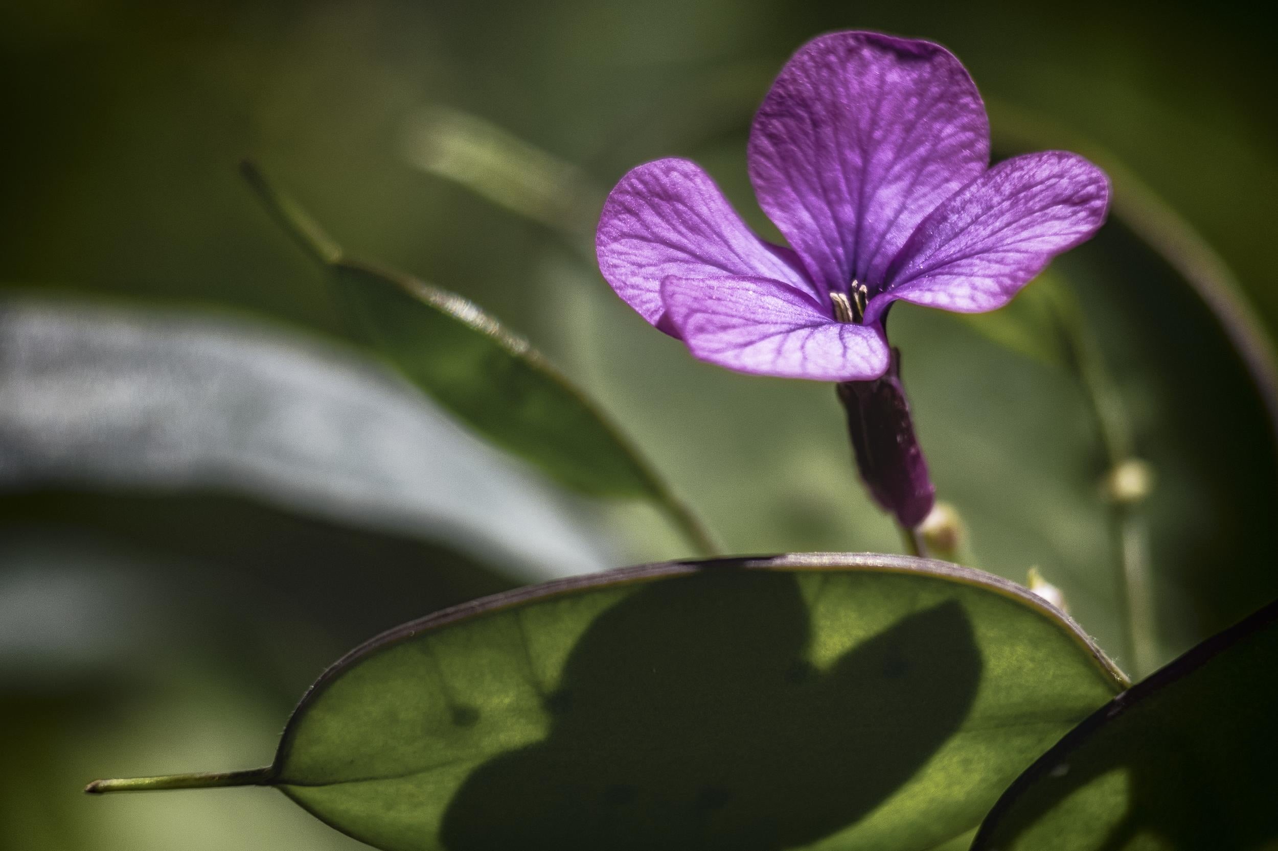 Nikon  D750, purple, bien, light, flower, EUROPE, close, être, beauty In Nature, soft, macro, monnaie, close-up, petal, quiet, NIKKOR, scent, forte, peace, HD Wallpaper