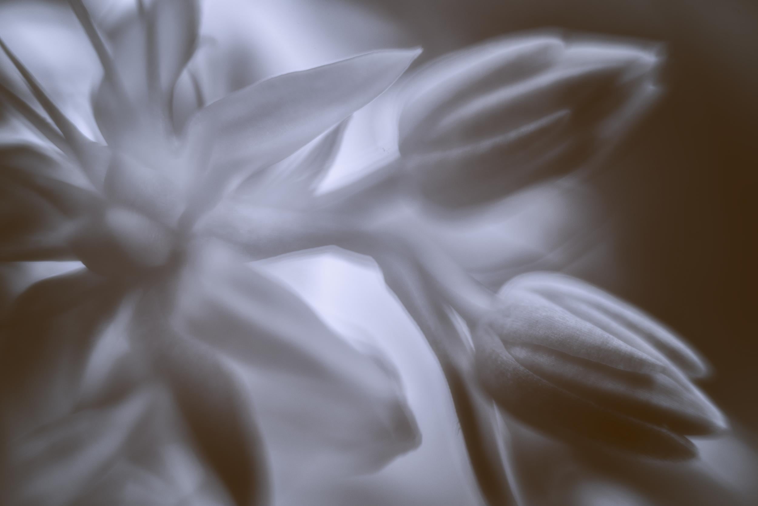 white, parfum, color, pleasure, softness, bloom, flower, scent, monochrome, soft, peace, bien, noir et blanc, light, être, quiet, nature, I can, Nikon D750, HD Wallpaper