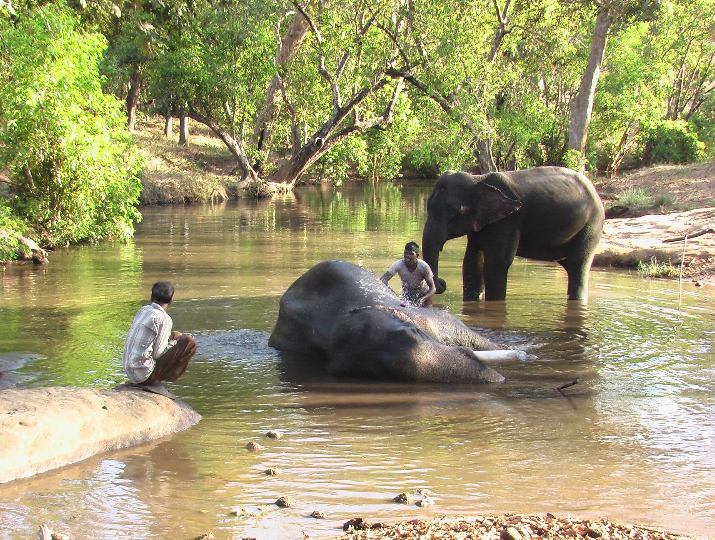 pleasure, bath, satpura, water, 1080P, india, elephants, animals, HD Wallpaper