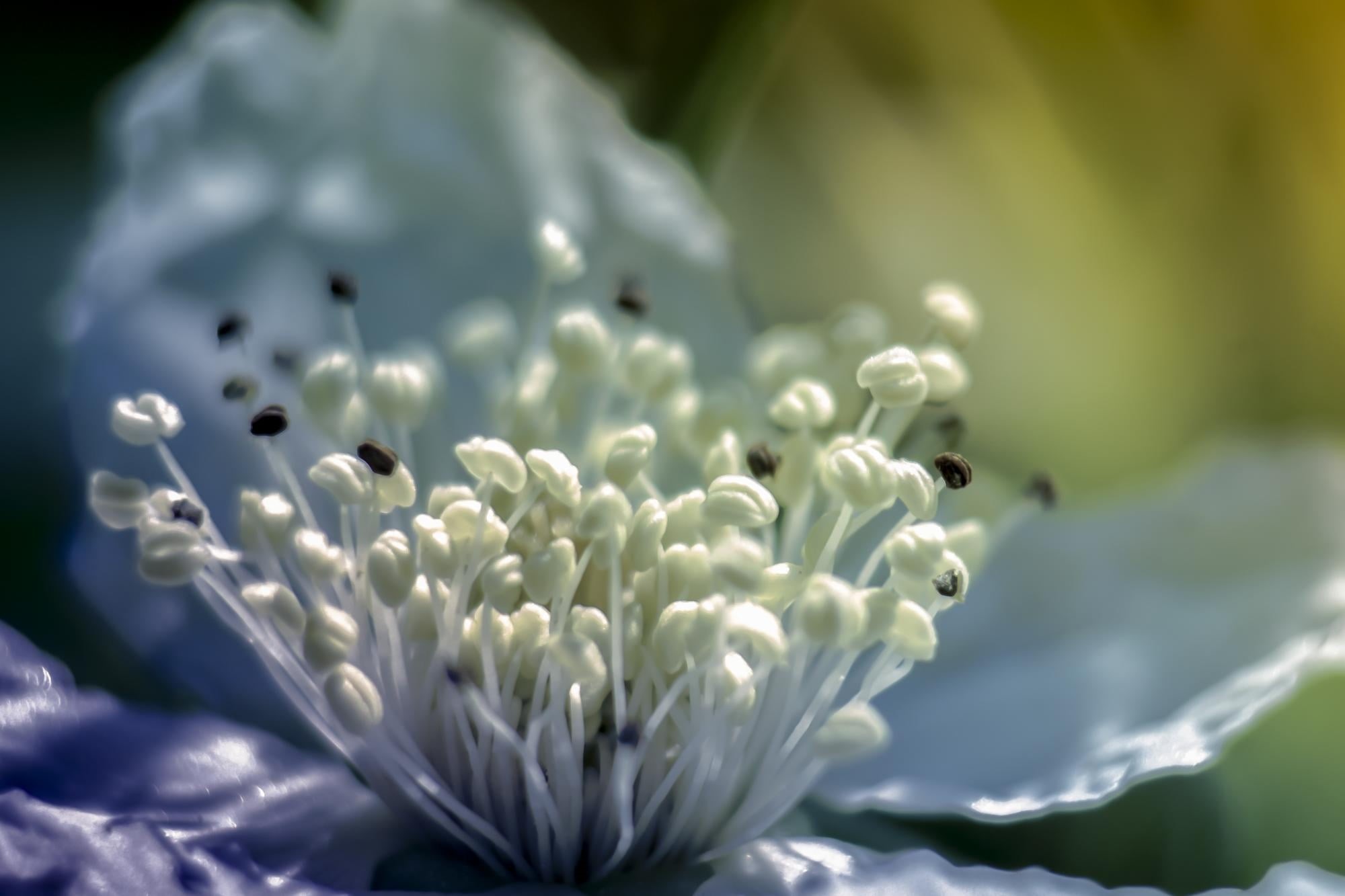 treasure, bloom, serene, softness, peace, close-up, Nikon D750, Big Bang, closeup, perfume, D3100, pleasure, soft, flower, pistil, quiet, parfum, light, HD Wallpaper