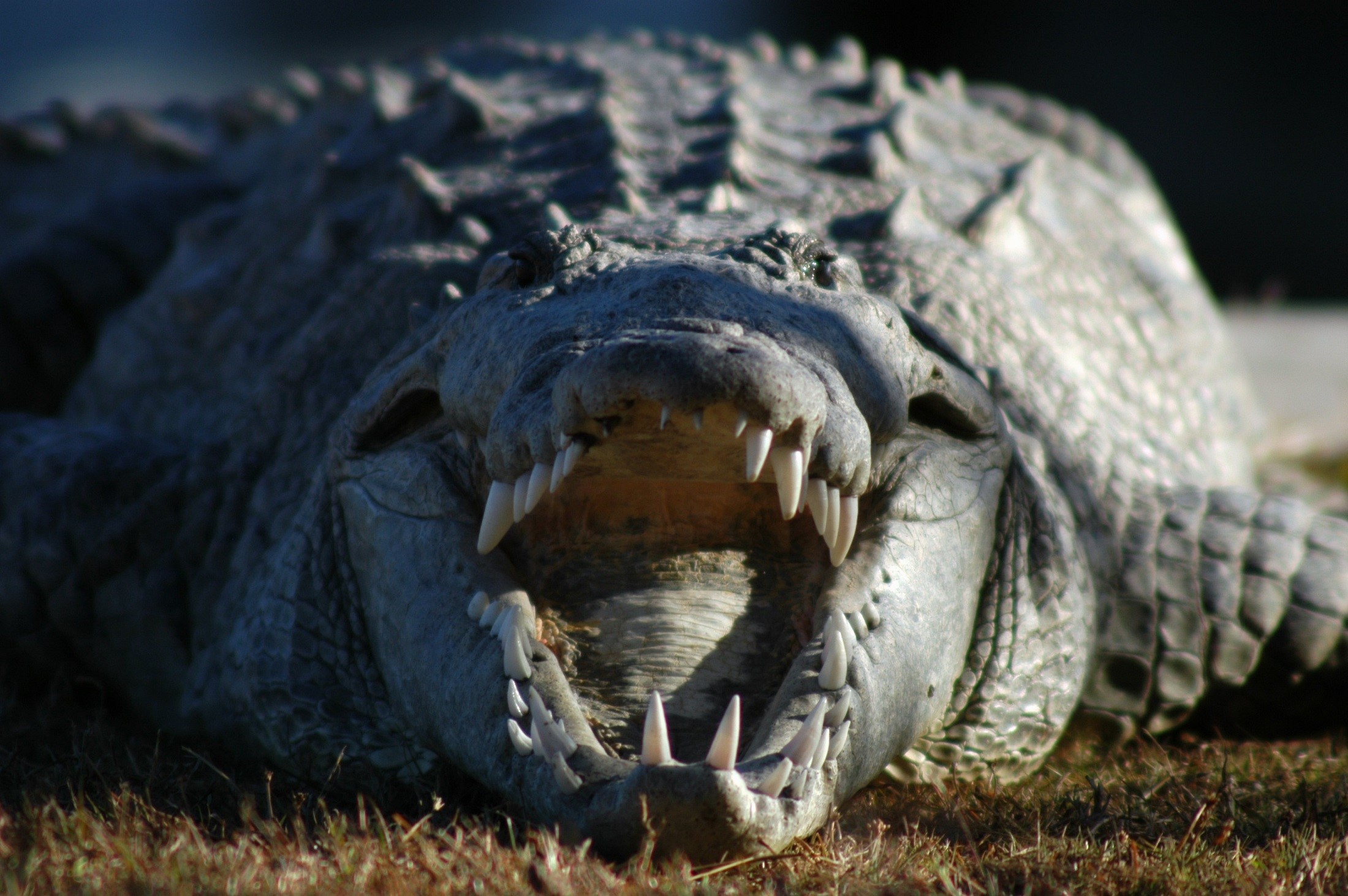 animal head, reclusive, ominous, wild, scales, animal themes, day, animal wildlife, alligator, american, mouth open, warning sign, tropical, amphibian, HD Wallpaper