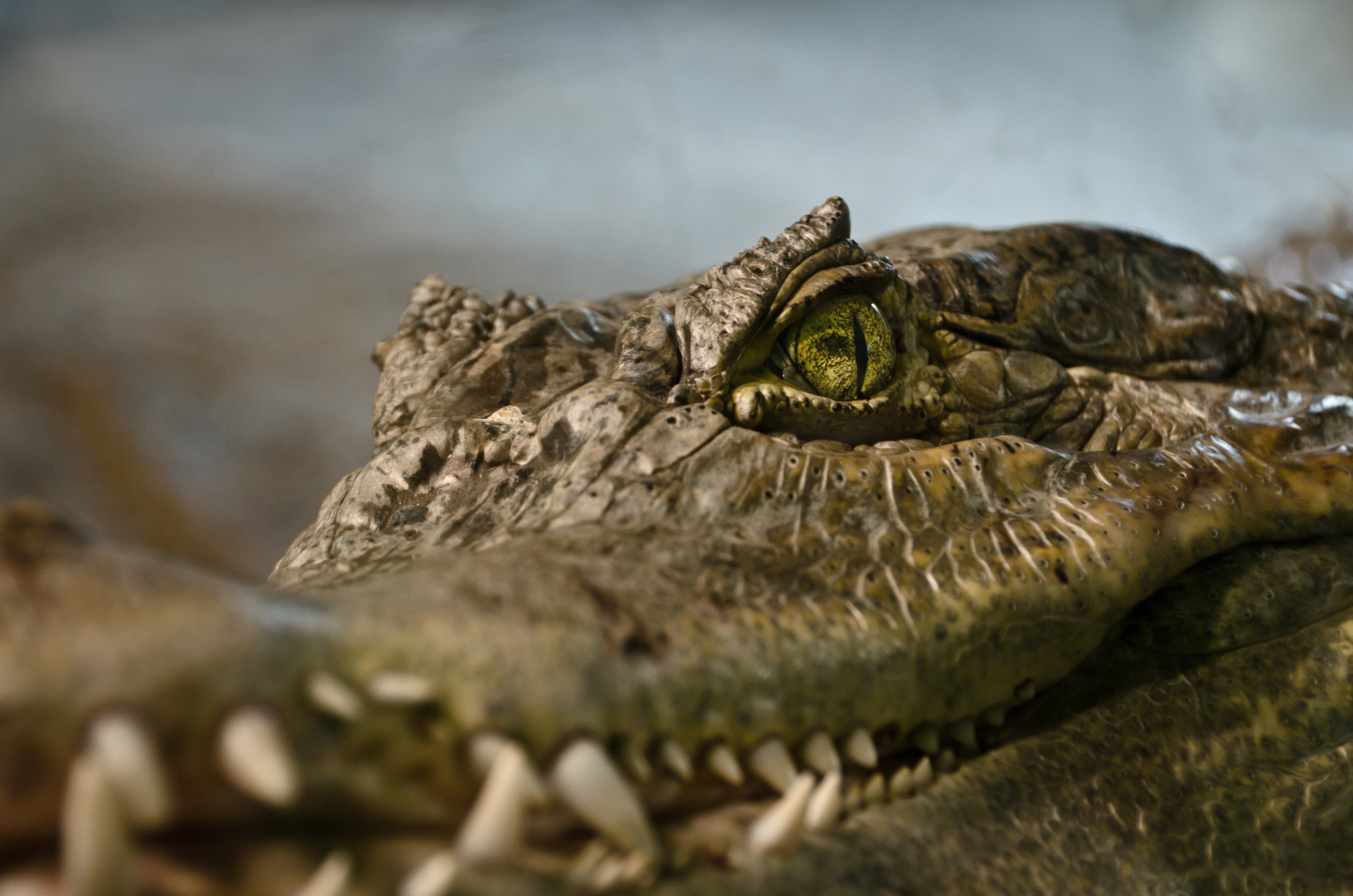 one animal, sign, reptile, vertebrate, close-up, no people, closeup, aggression, crocodiles, day, animals in the wild, Vancouver, animals, animal eye, animal head, HD Wallpaper