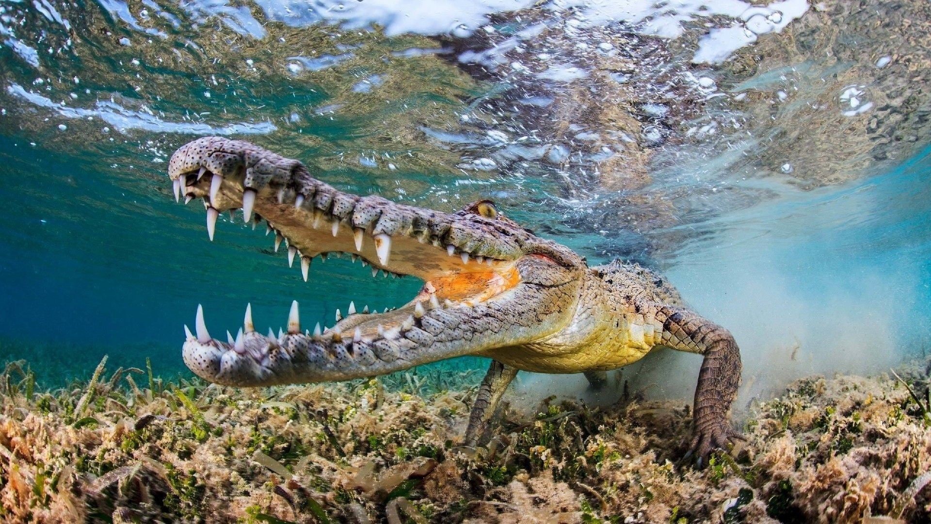 one animal, mouth open, animal themes, wildlife, gray, 1080P, outdoors, no people, water, animal mouth, animal head, alligator, bubbles, animal, animal teeth, HD Wallpaper