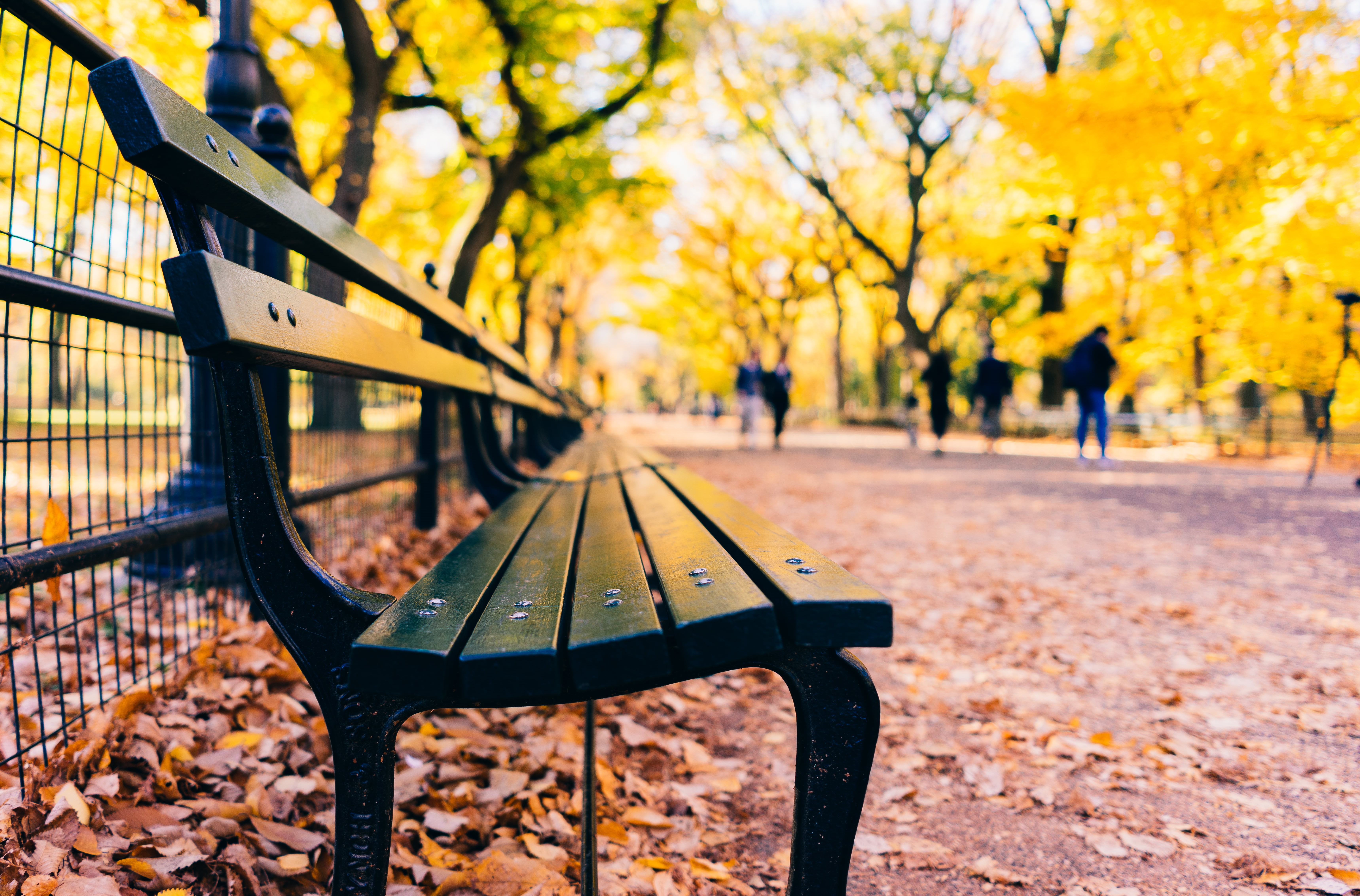 tree, bench, outdoors, close, metal, orange Color, leaf, leaves, close up photography, Words, season, yellow, fall, 5K, park - Man Made Space, photography, HD Wallpaper