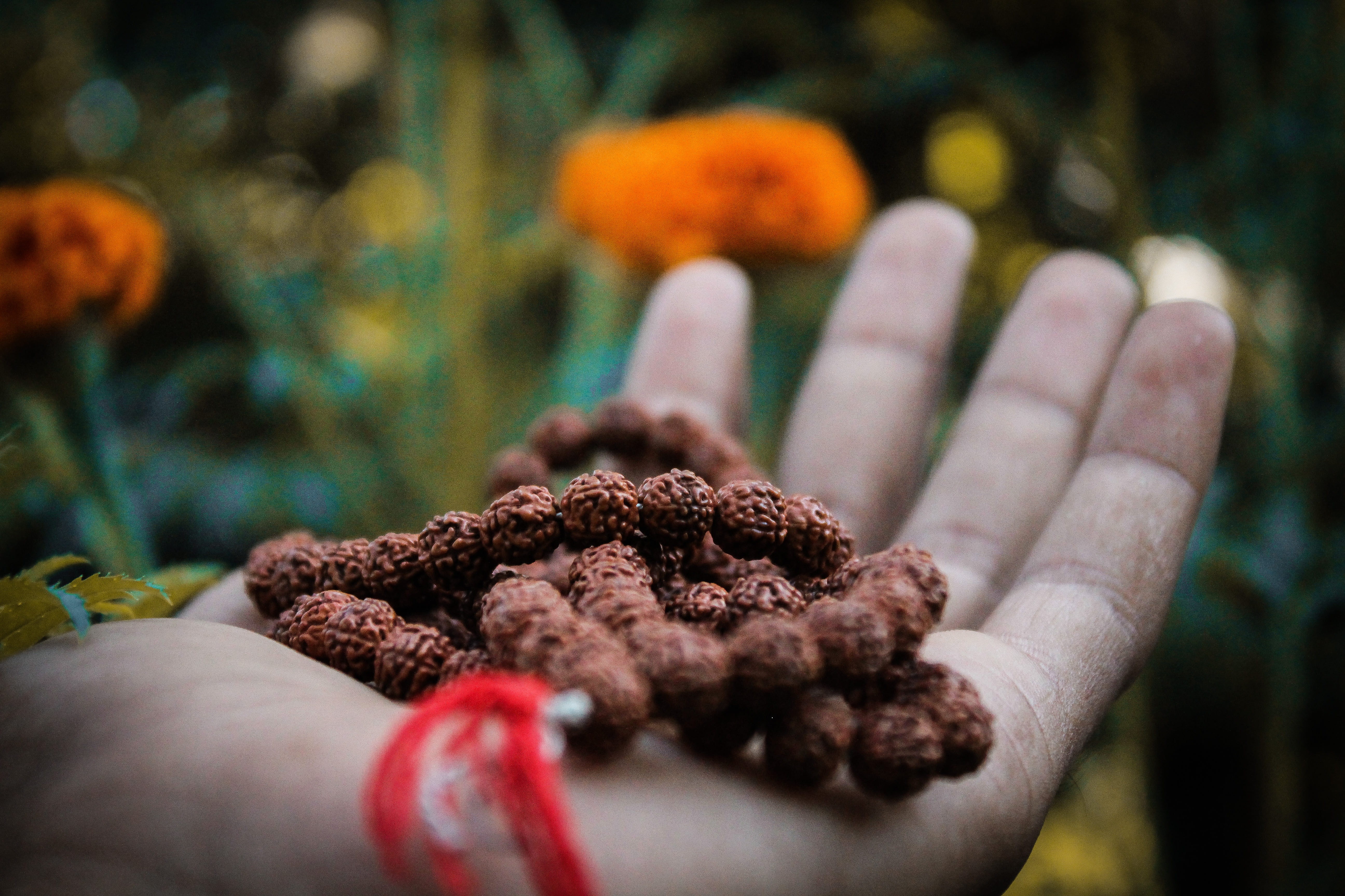 adult, finger, human hand, day, close-up, selective focus, gardening, holding, focus on foreground, body part, human body part, food, 5K, temptation, india, HD Wallpaper