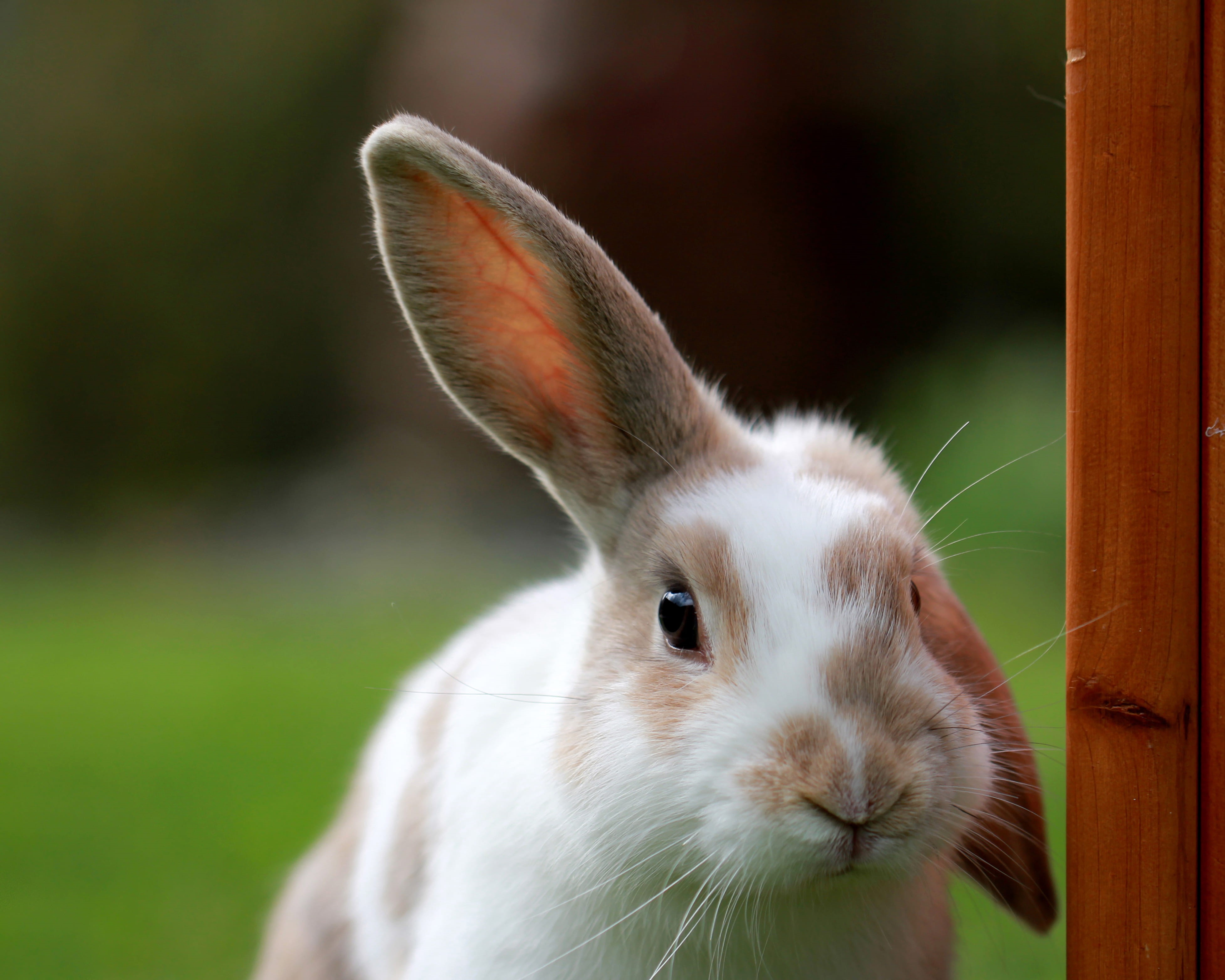 portrait, animal, nose, animals in the wild, animal head, whisker, 4K, day, camera, rabbit, domestic, bunnies, focus on foreground, rodent, animal body part, HD Wallpaper