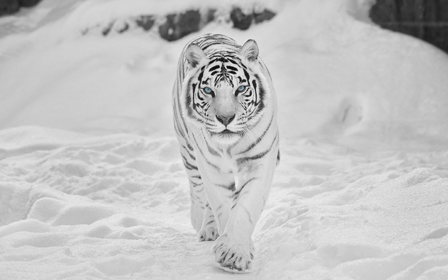 animals, snow, 720P, tigers, hd, tiger, HD Wallpaper