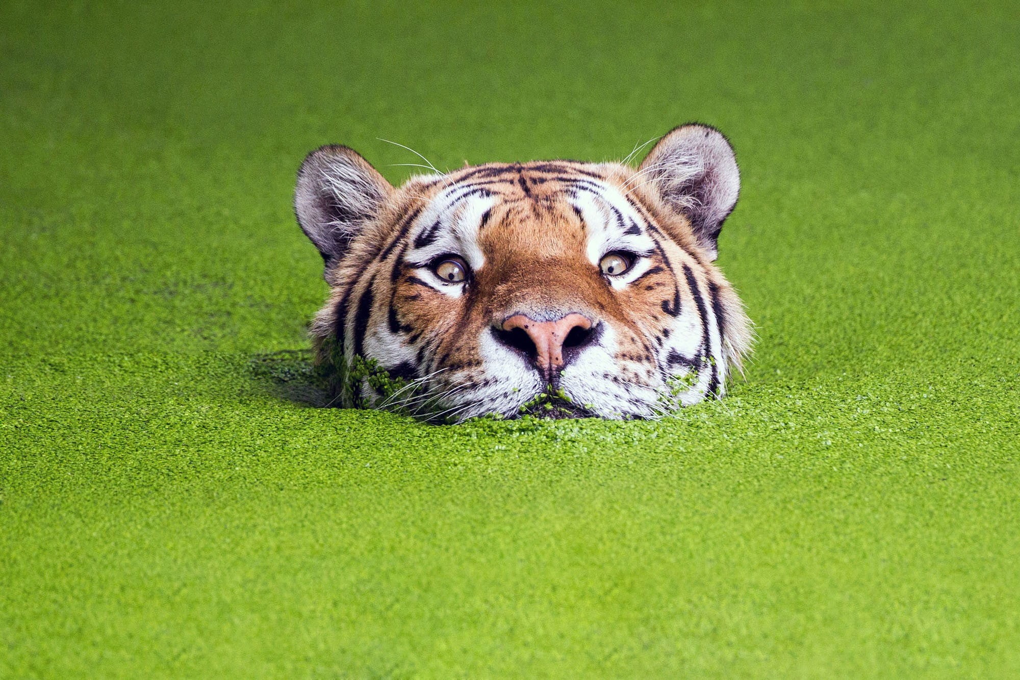 animal, big cat, portrait, grass, animal body part, muzzles, tiger, outdoors, cat, feline, animal head, brown, green color, water, mammal, one animal, no people, HD Wallpaper