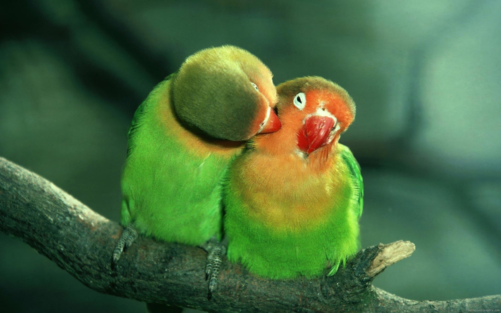 two, orange, birds, bird, love, 1080P, green, animal, kissing, HD Wallpaper