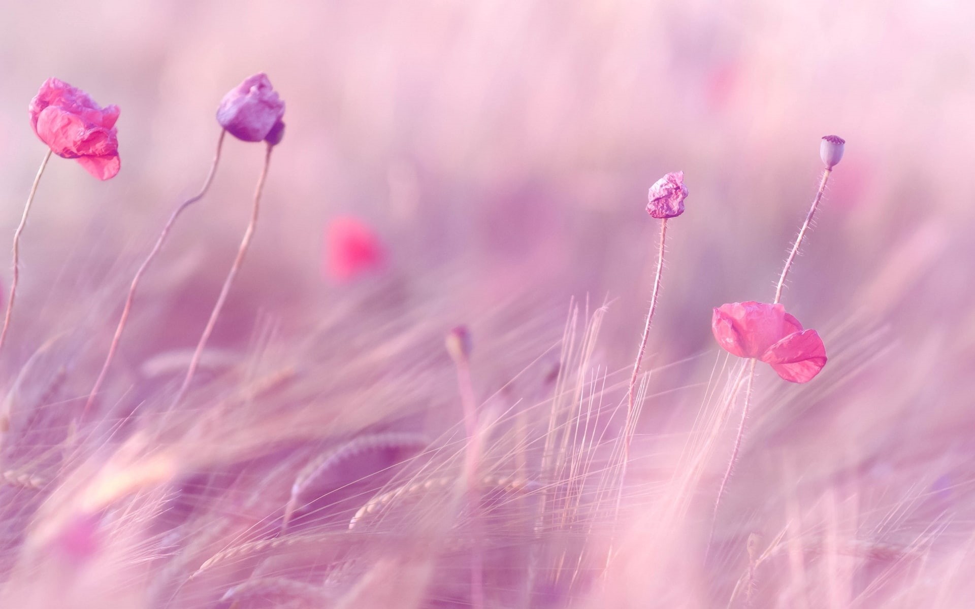 1080P, s, flowers, fullscreen, ears, full screen, background, widescreen, wheat, pink, purple, field, rye, HD Wallpaper
