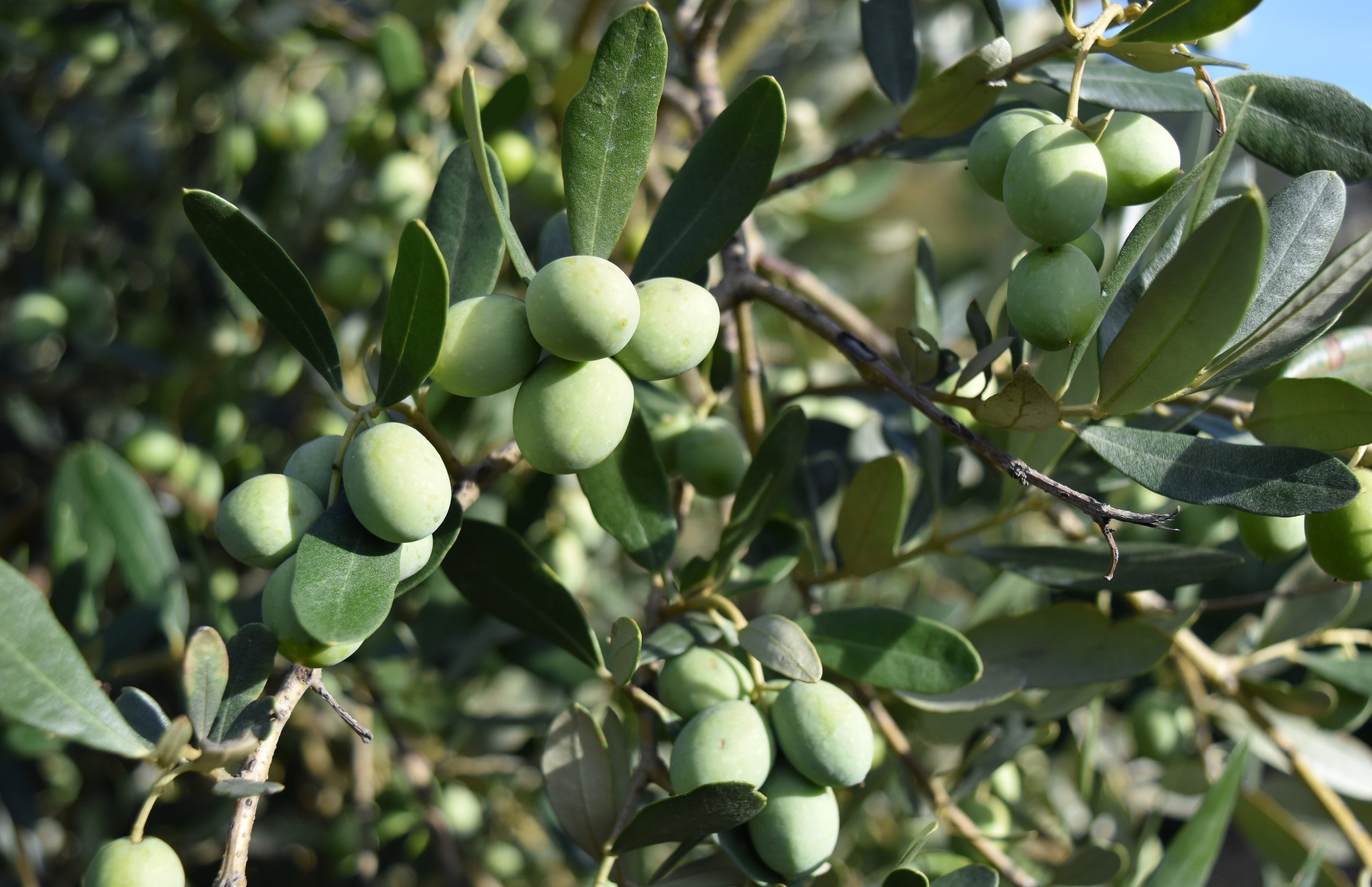 day, olives, branch, oil, focus on foreground, close-up, olive, food, 4K, mediterranean, freshness, food and drink, leaf, beauty in nature, outdoors, olive grove, HD Wallpaper