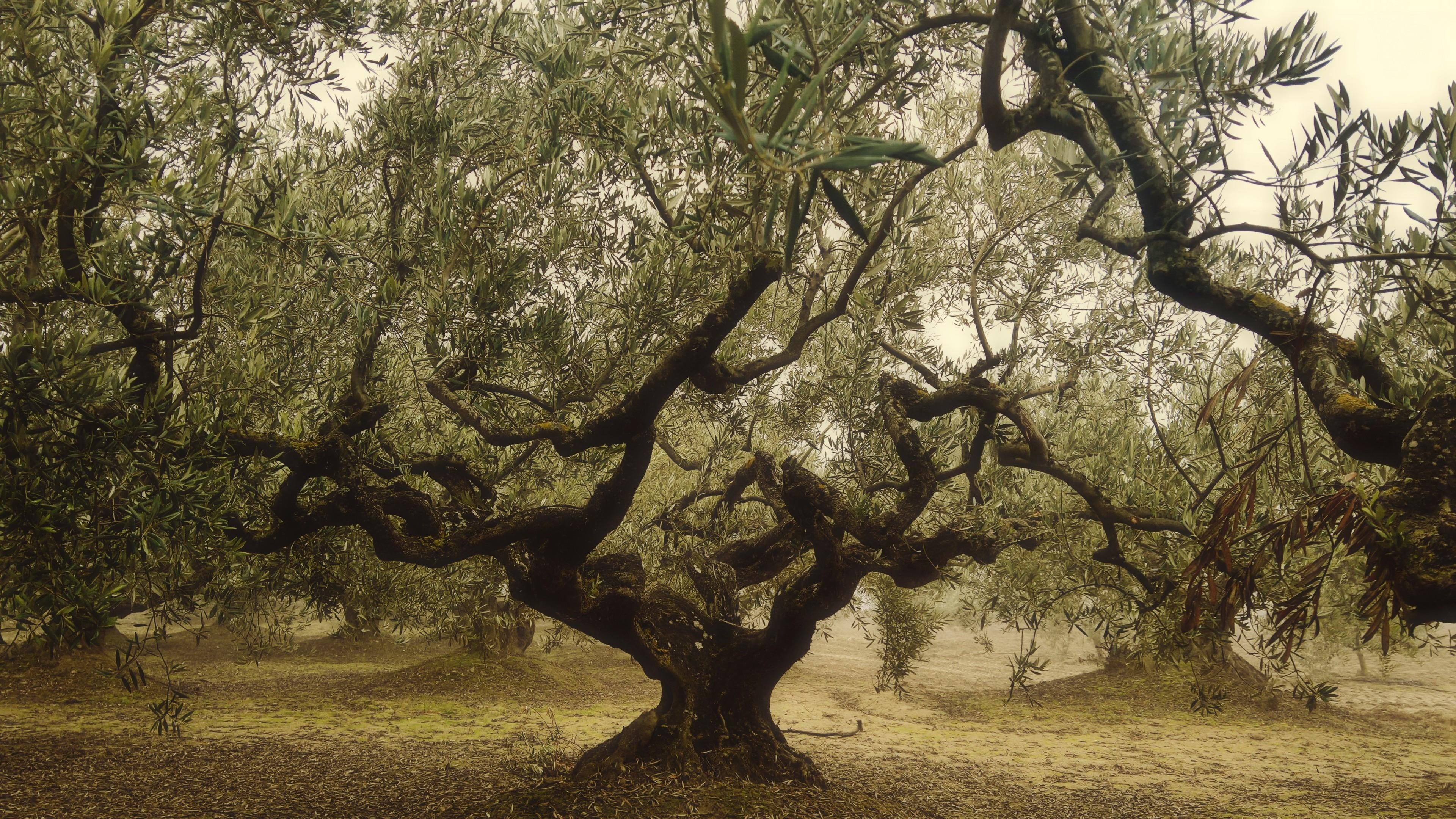 non-urban scene, environment, day, no people, nature, park, 4K, tranquil scene, land, tree trunk, olive, plant, trunk, landscape, plants, plantation, branch, HD Wallpaper