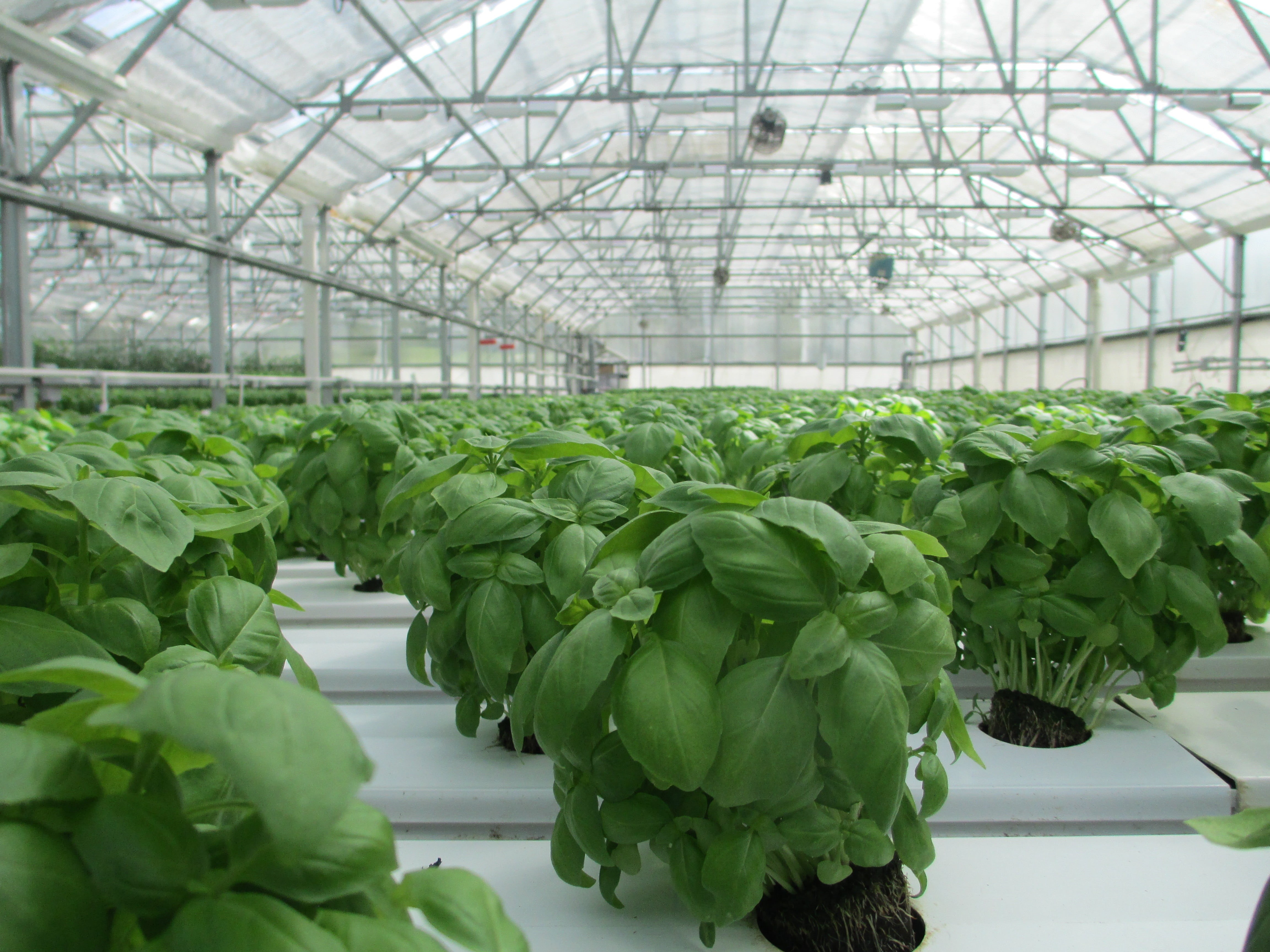 no people, wellbeing, vegetable, indoors, ceiling, garden, genetic modification, day, nursery, organic, growth, healthy eating, agriculture, plant, harvesting, HD Wallpaper